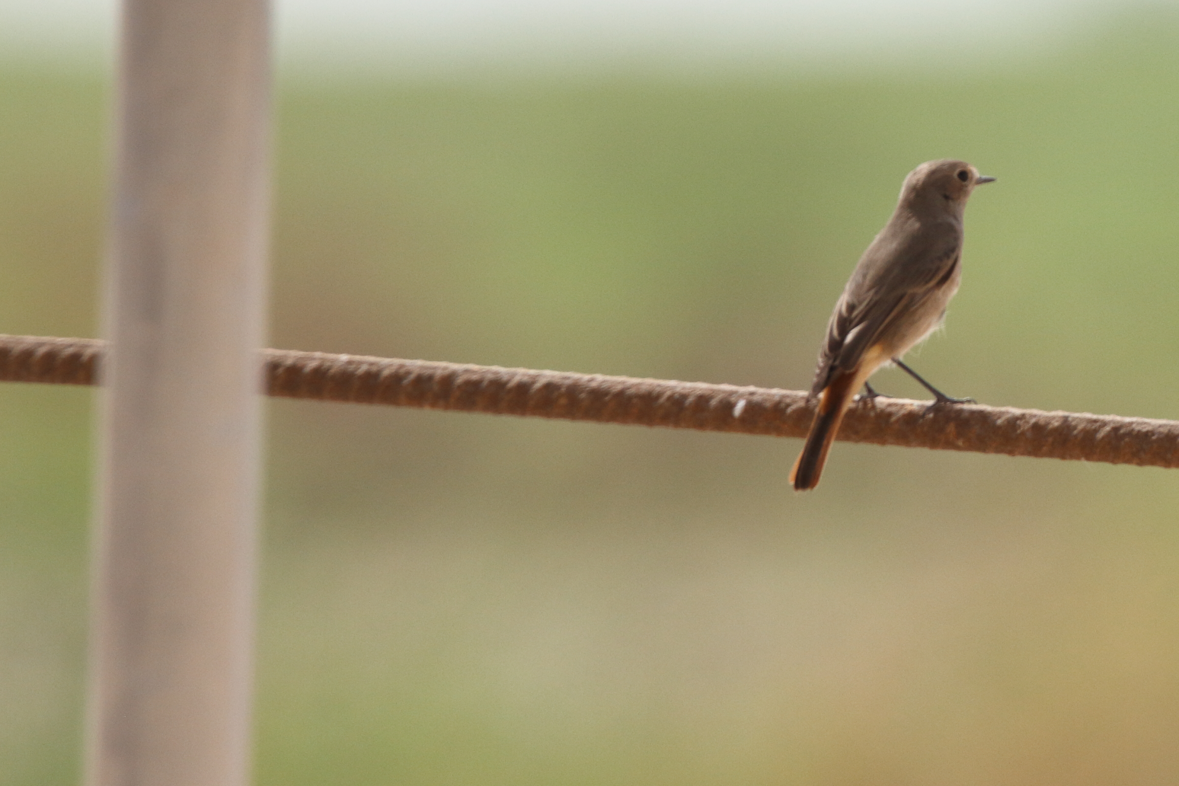 Common Redstart. Qatar, 21 October 2012 © Neil G. Morris.