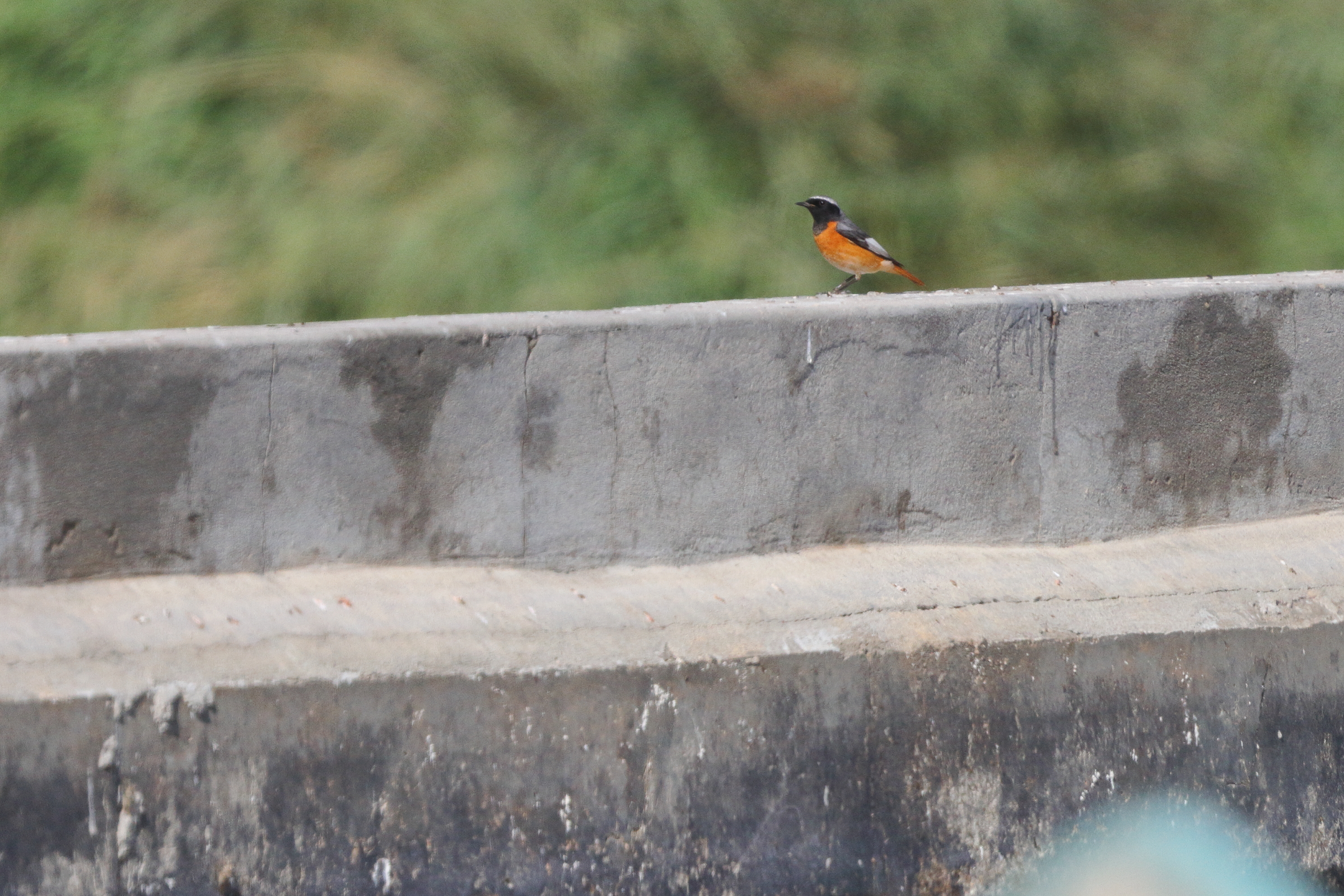 Common Redstart. Qatar, 17 March 2013 © Neil G. Morris.