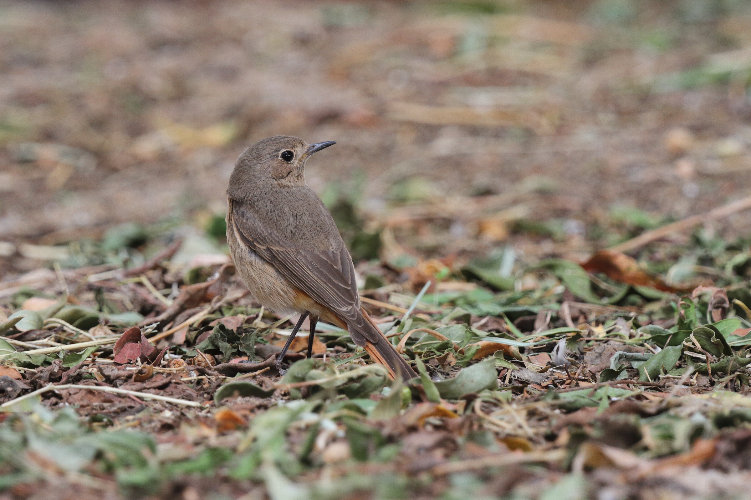 Common Redstart. Qatar, 20 March 2013 © Neil G. Morris.
