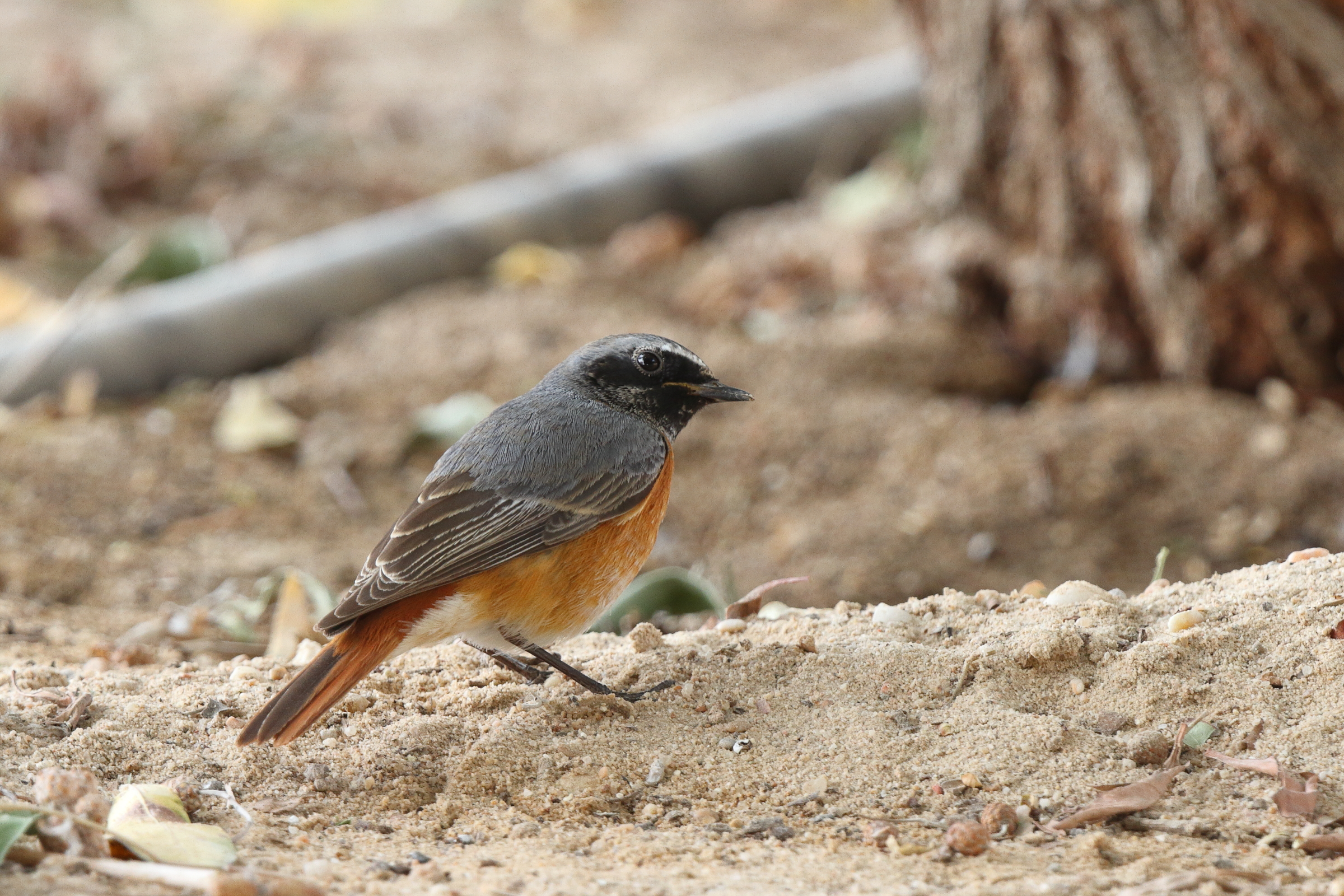 Common Redstart. Qatar, 20 March 2013 © Neil G. Morris.