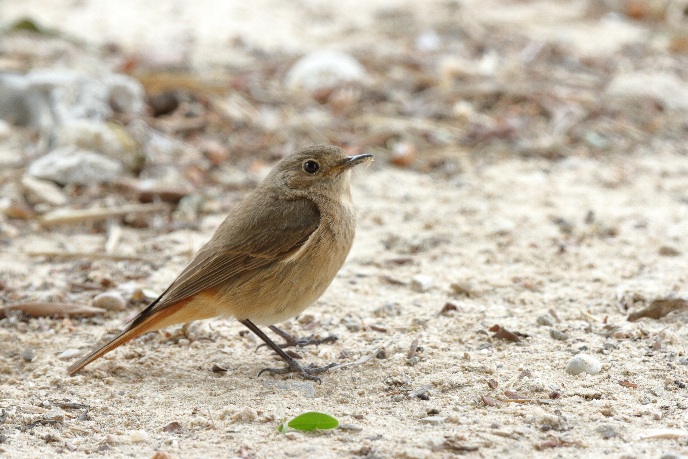 Common Redstart. Qatar, 20 March 2013 © Neil G. Morris.