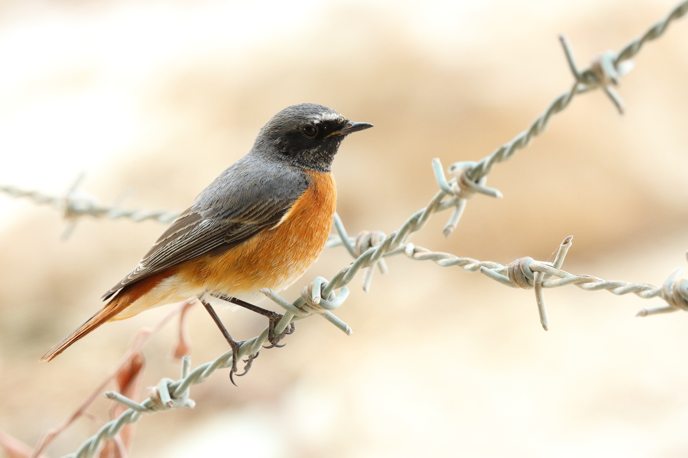 Common Redstart. Qatar, 20 March 2013 © Neil G. Morris.