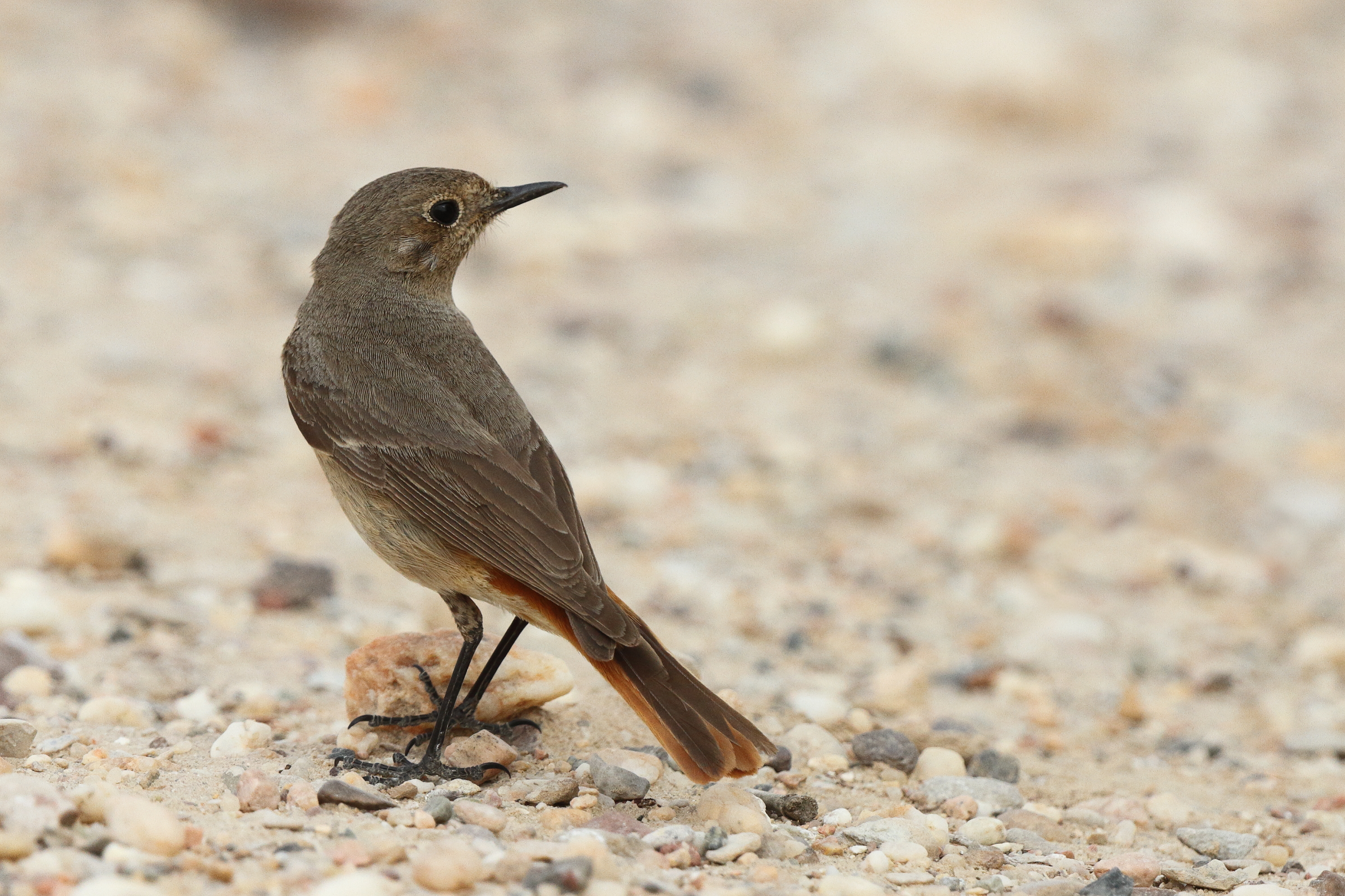 Common Redstart. Qatar, 20 March 2013 © Neil G. Morris.