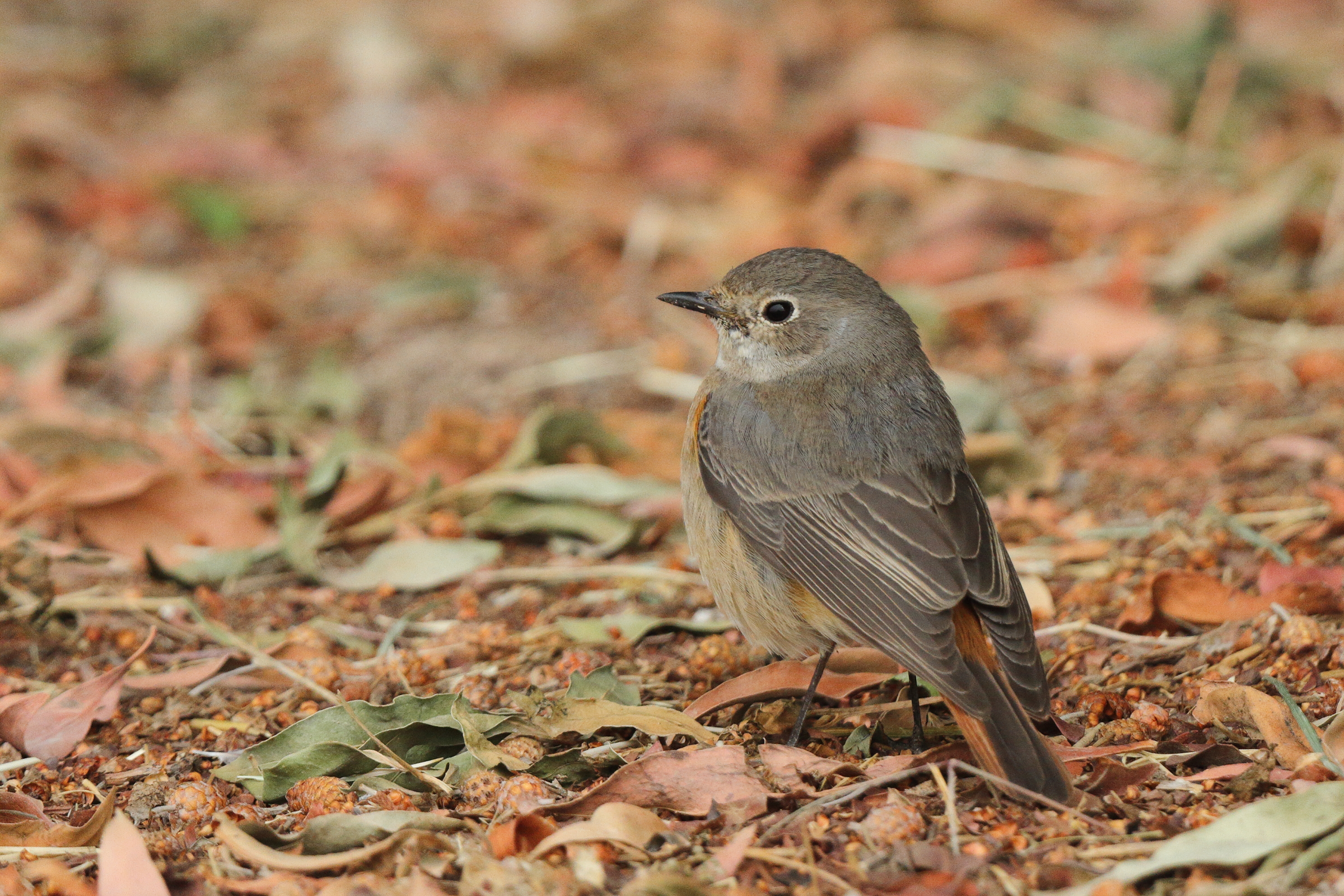 Common Redstart. Qatar, 25 March 2013 © Neil G. Morris.