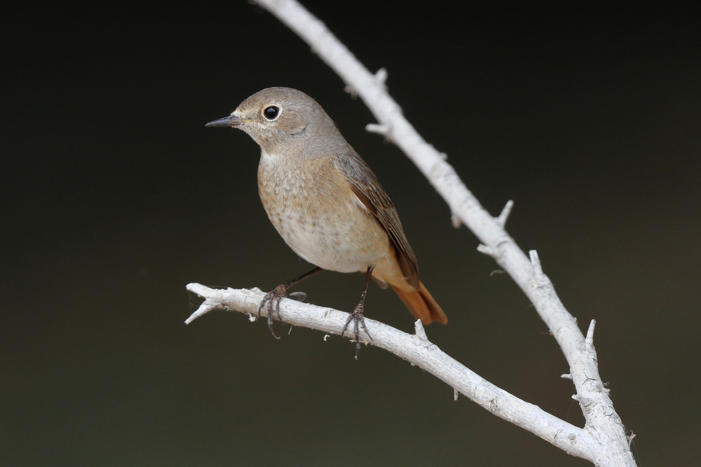 Common Redstart. Qatar, 25 March 2013 © Neil G. Morris.