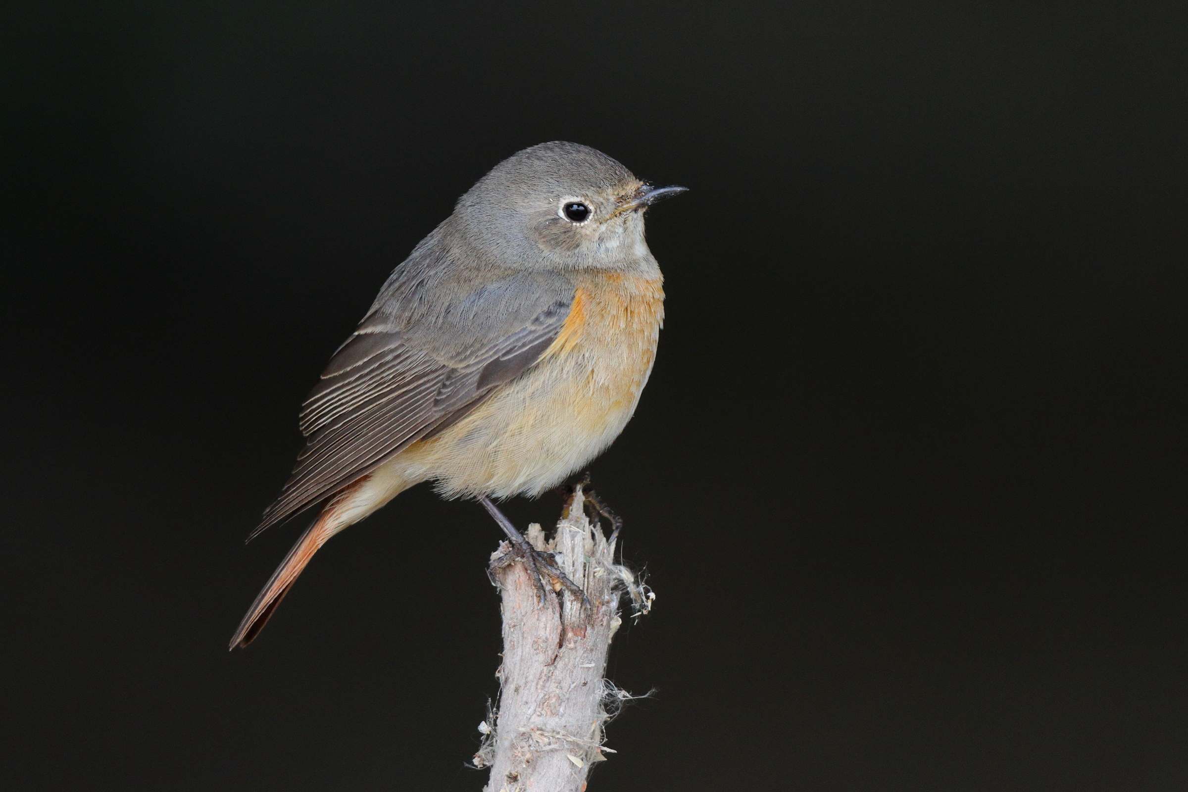 Common Redstart. Qatar, 25 March 2013 © Neil G. Morris.