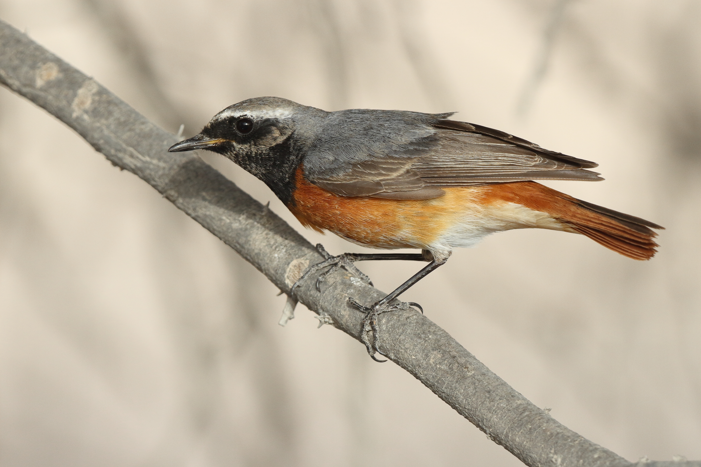 Common Redstart. Qatar, 14 March 2014 © Neil G. Morris.