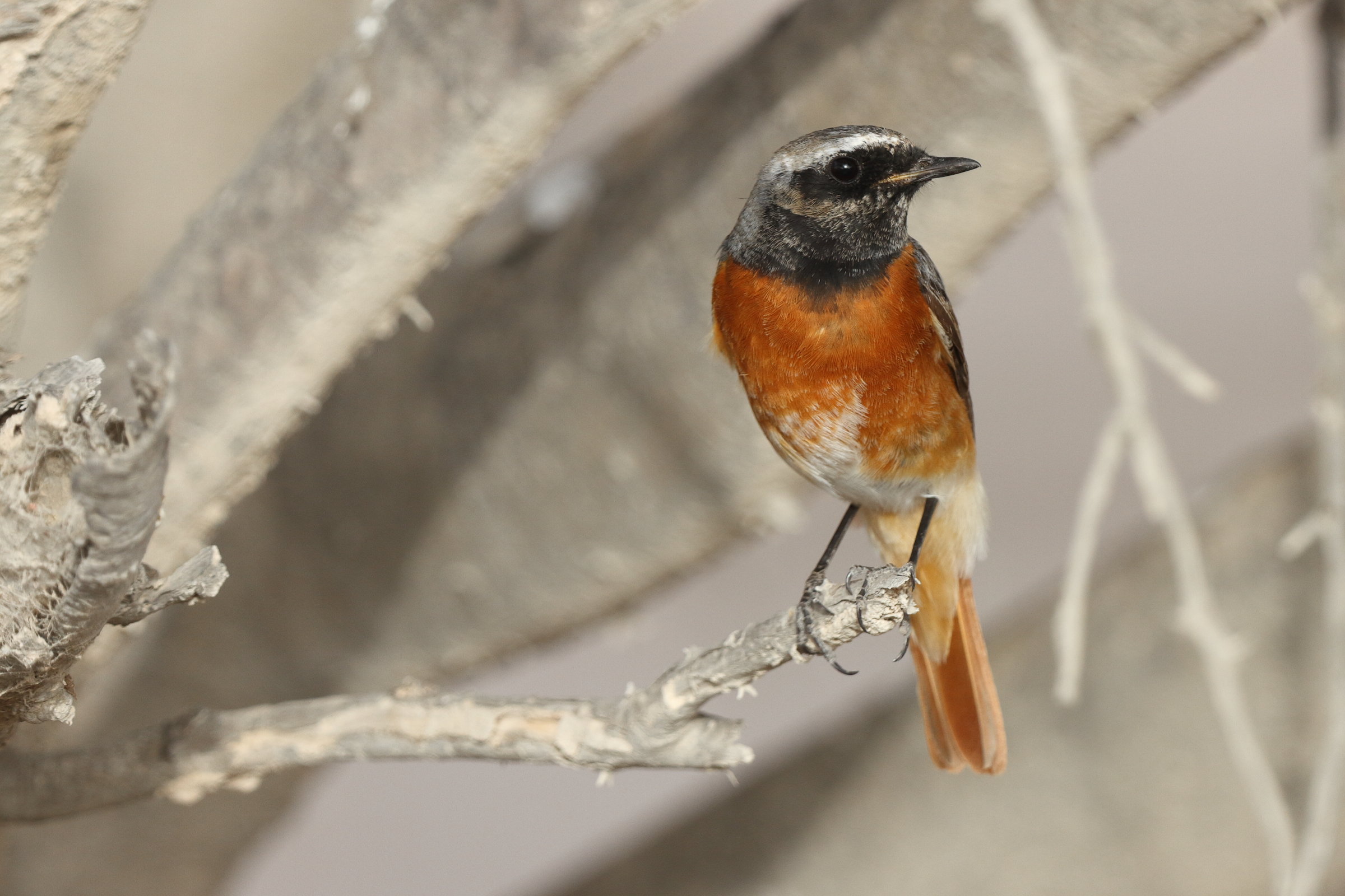 Common Redstart. Qatar, 14 March 2014 © Neil G. Morris.