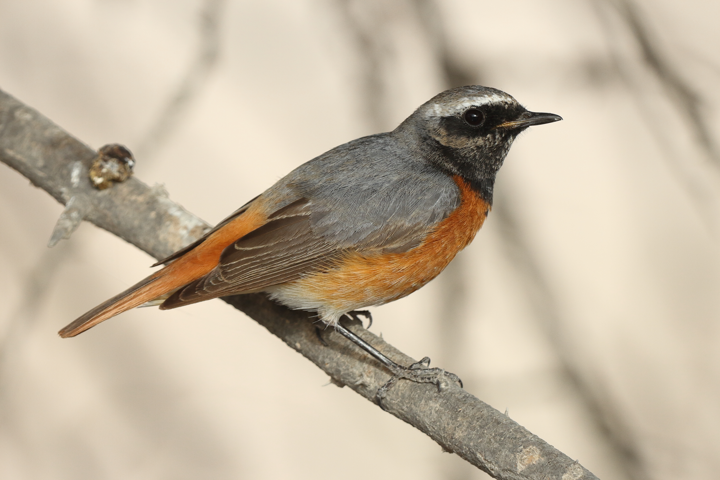 Common Redstart. Qatar, 14 March 2014 © Neil G. Morris.