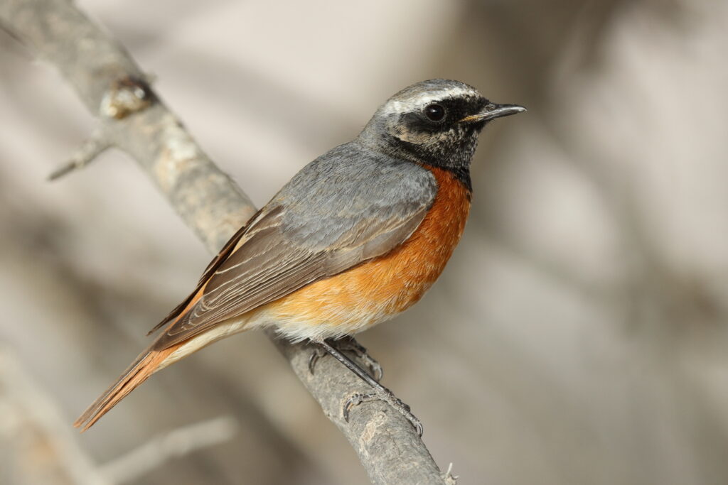 Common Redstart. Qatar, 14 March 2014 © Neil G. Morris.