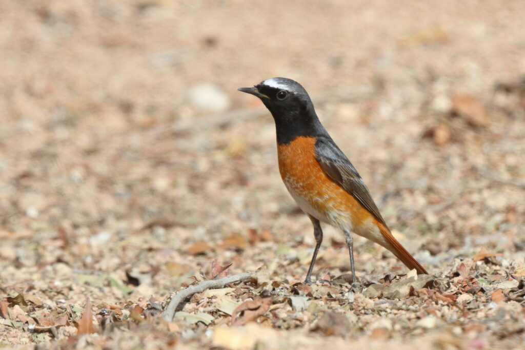 Common Redstart. Qatar, 19 March 2014 © Neil G. Morris.