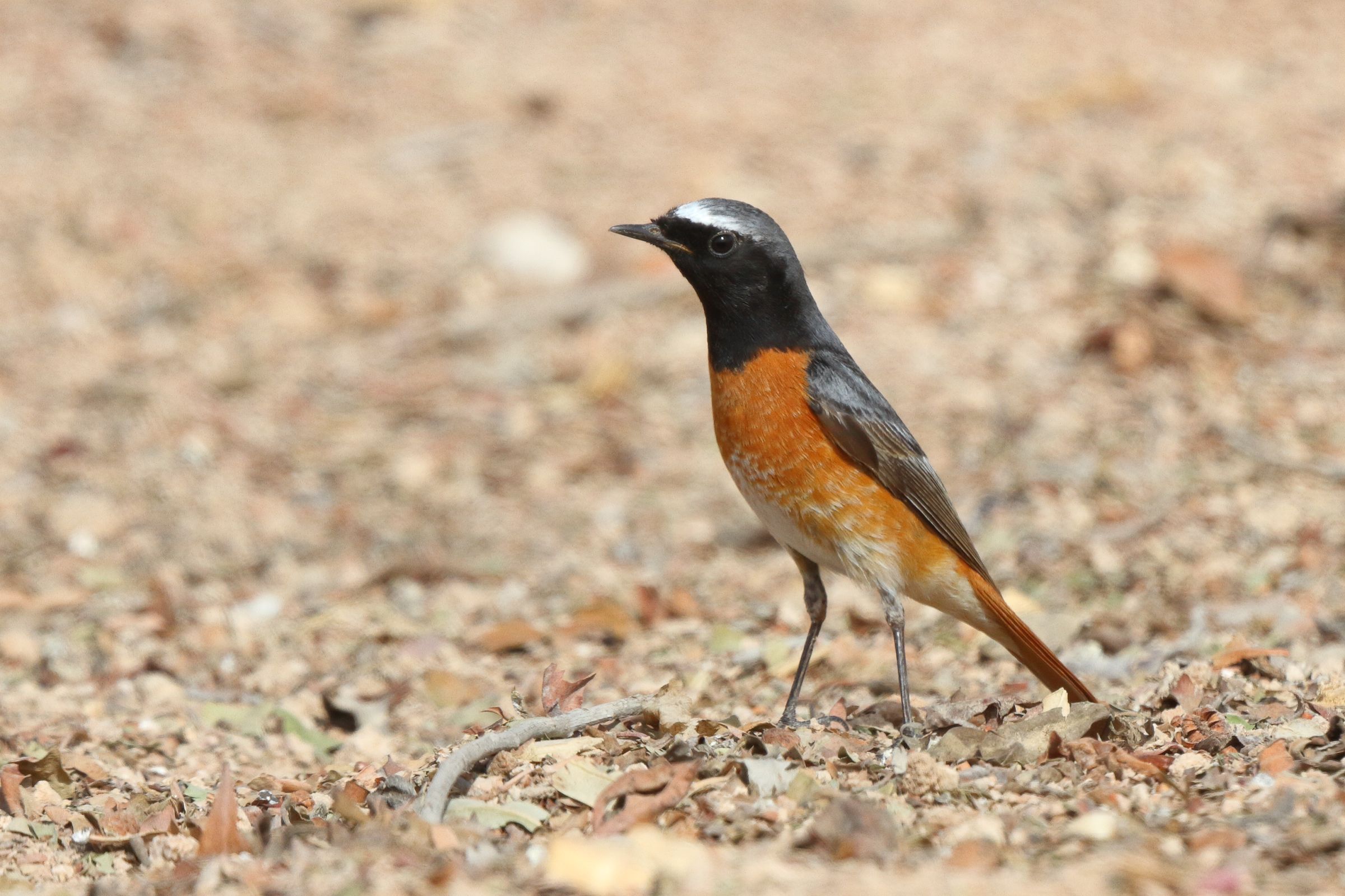 Common Redstart. Qatar, 19 March 2014 © Neil G. Morris.
