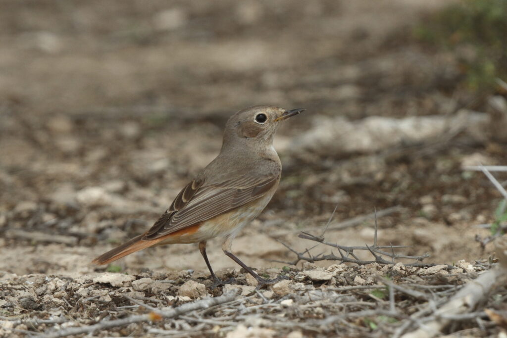 Common Redstart. Qatar, 03 April 2014 © Neil G. Morris.