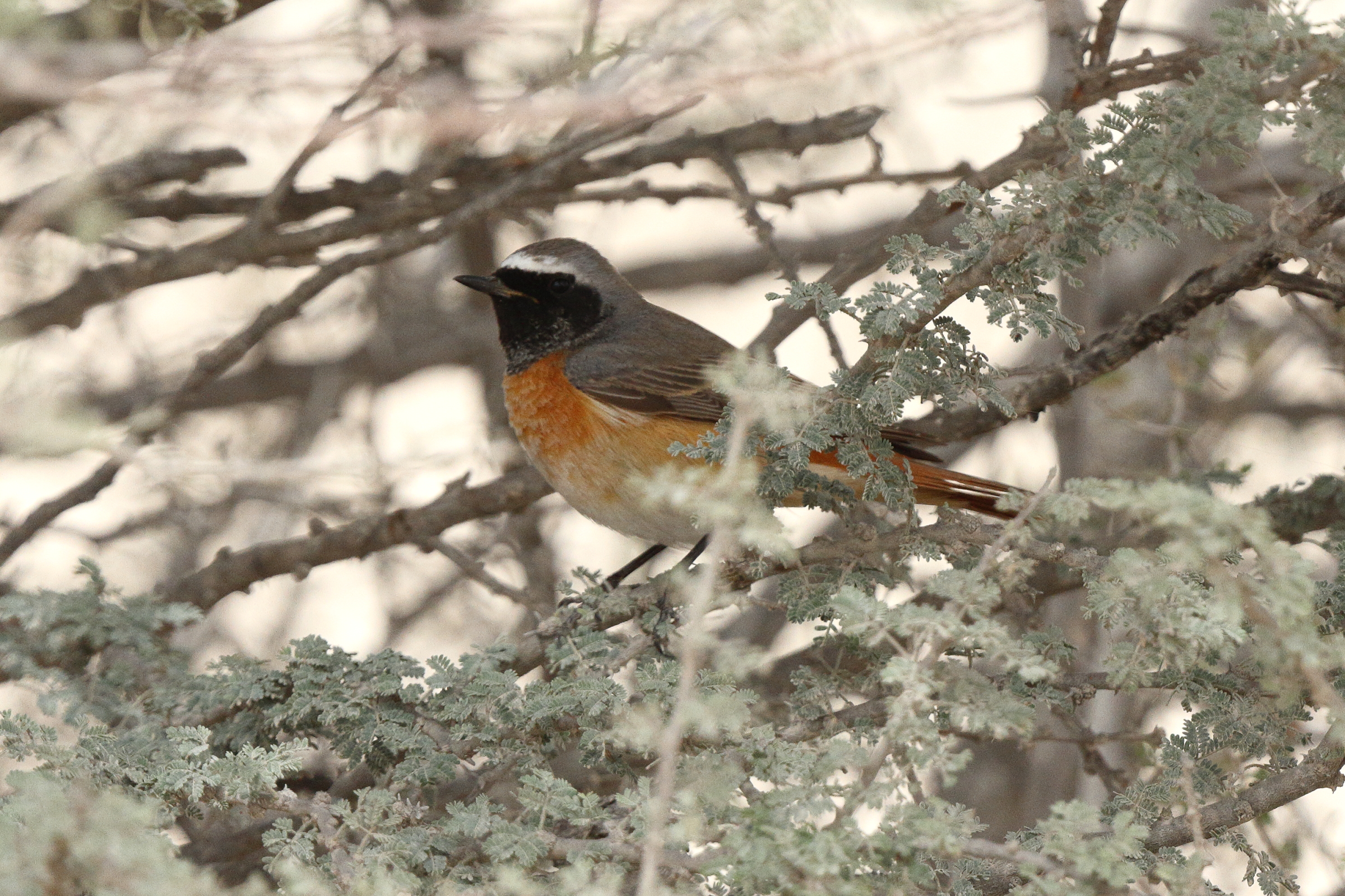 Common Redstart. Qatar, 03 April 2014 © Neil G. Morris.