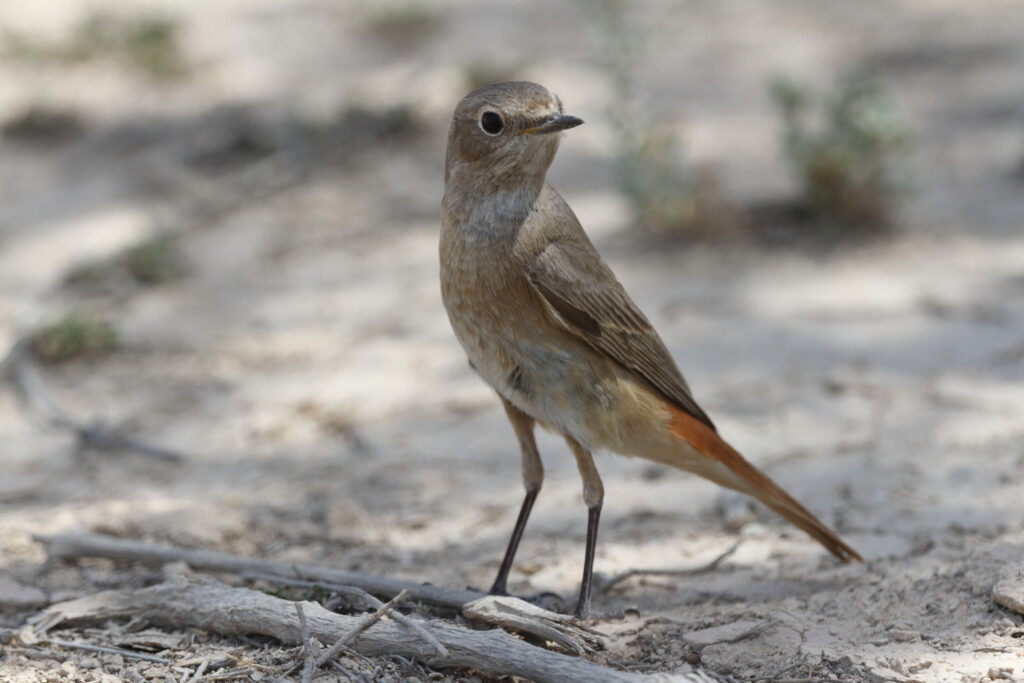 Common Redstart. Qatar, 09 April 2014 © Neil G. Morris.
