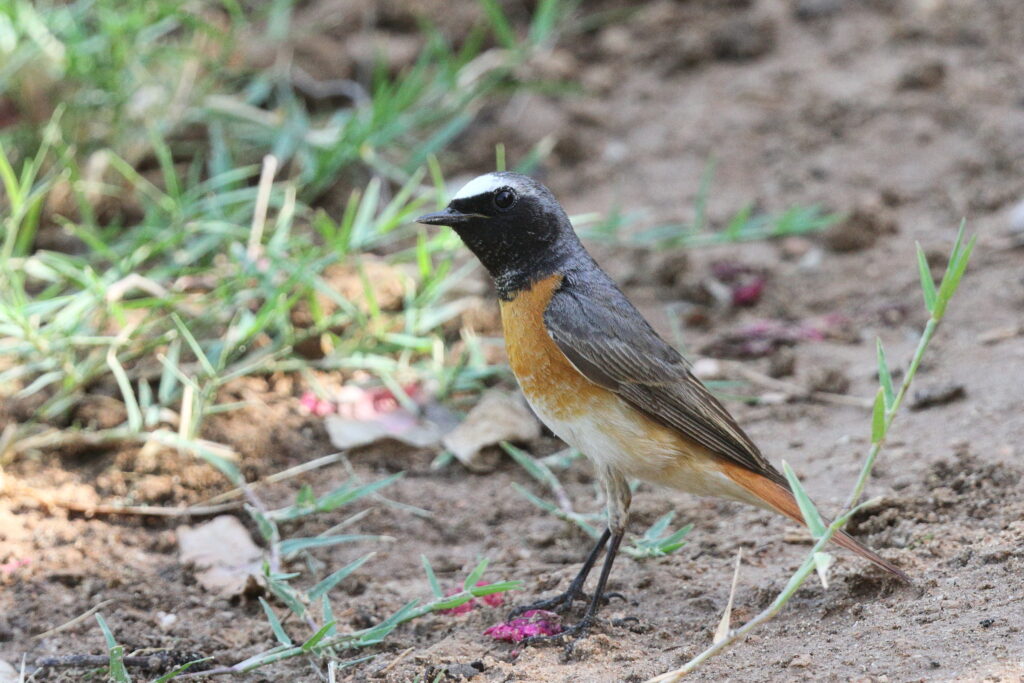 Common Redstart. Qatar, 07 May 2014 © Neil G. Morris.
