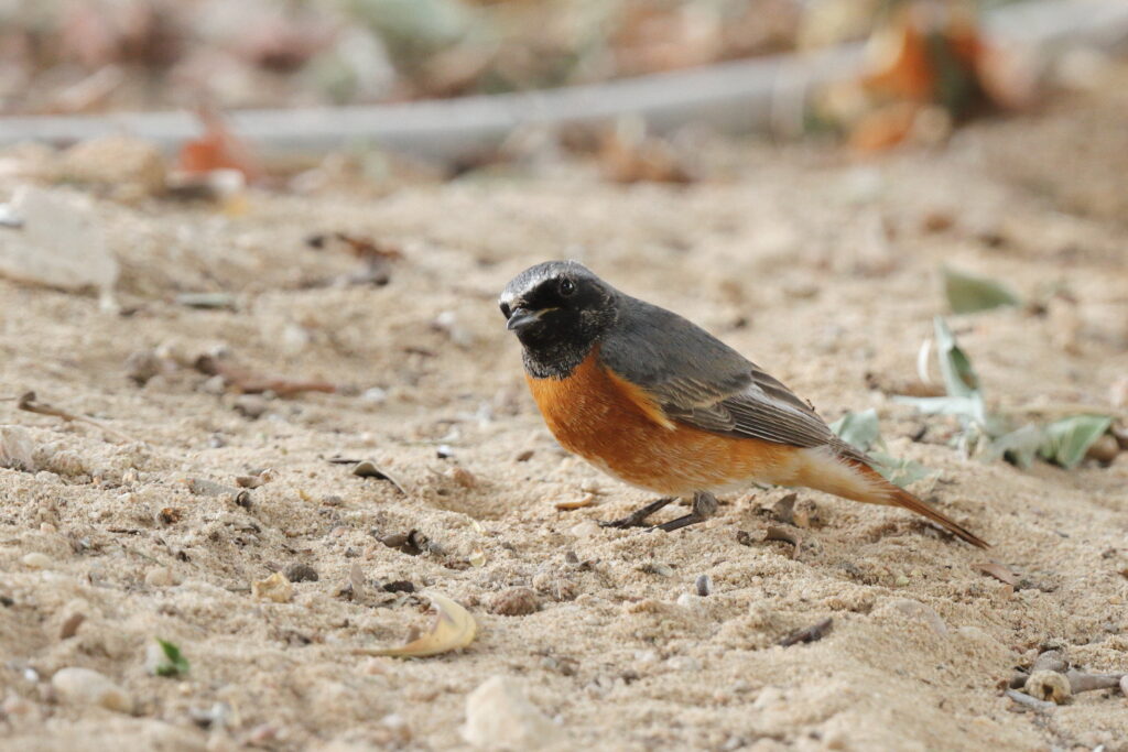 Common Redstart. Qatar, 20 March 2013 © Neil G. Morris.