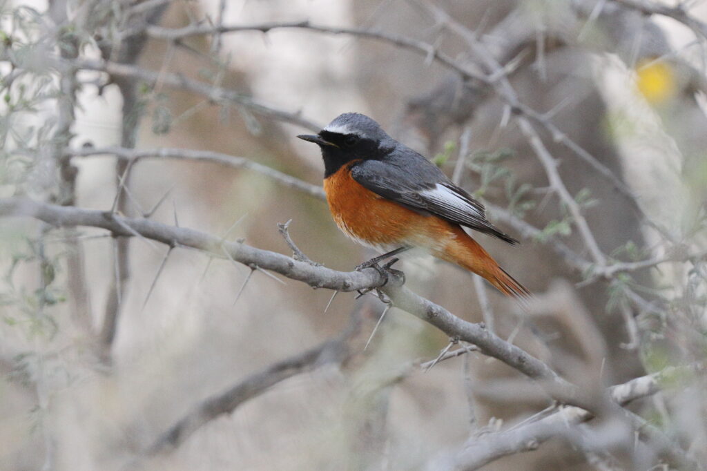 Common Redstart. Qatar, 20 March 2013 © Neil G. Morris.