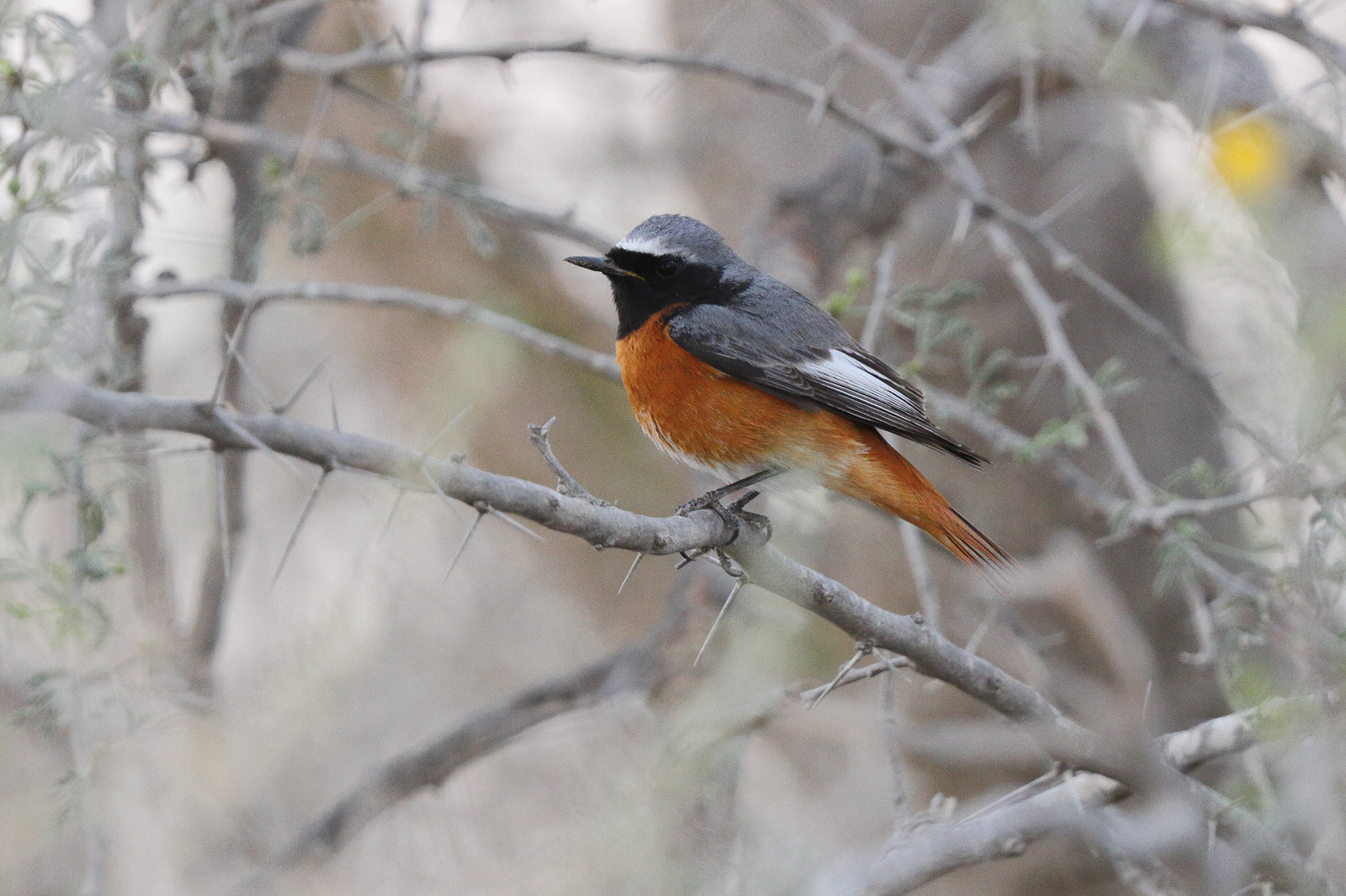 Common Redstart. Qatar, 20 March 2013 © Neil G. Morris.