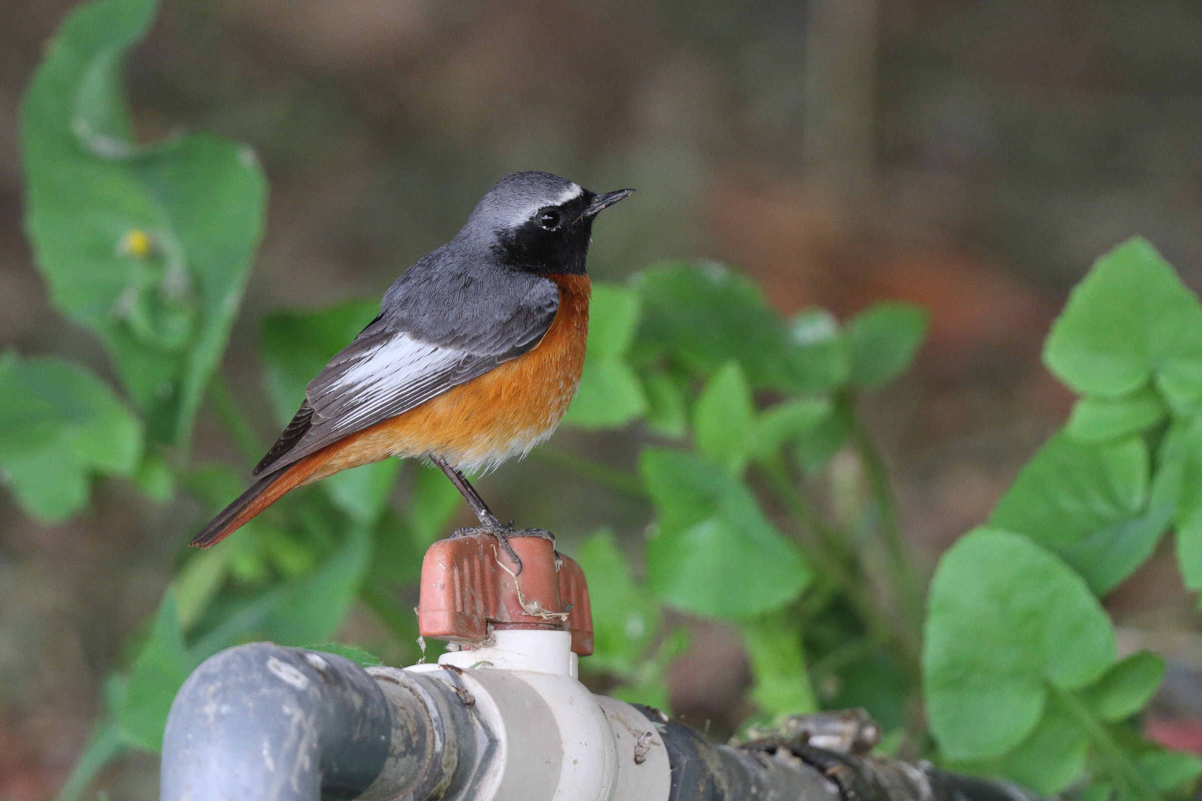 Common Redstart. Qatar, 25 March 2013 © Neil G. Morris.