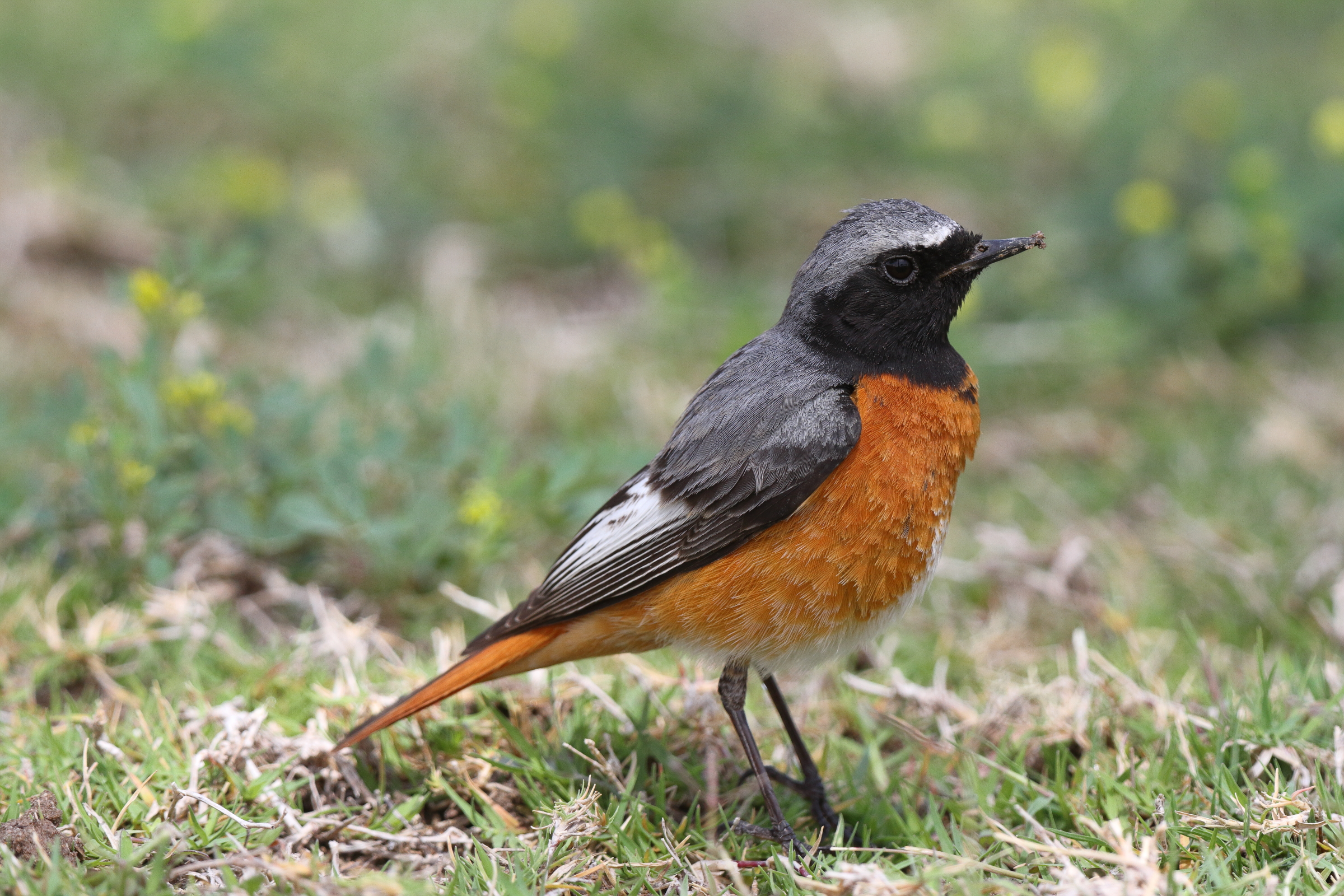 Common Redstart. Qatar, 06 April 2013 © Neil G. Morris.