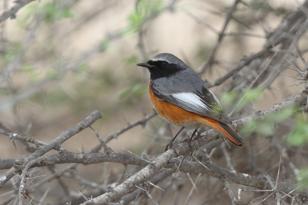 Common Redstart. Qatar, 22 March 2014 © Neil G. Morris.