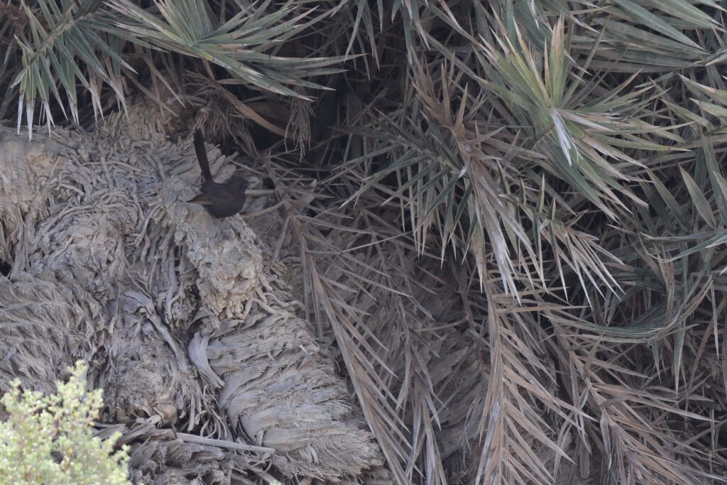 Black Scrub Robin. Qatar, 31 March 2014 © Neil G. Morris.