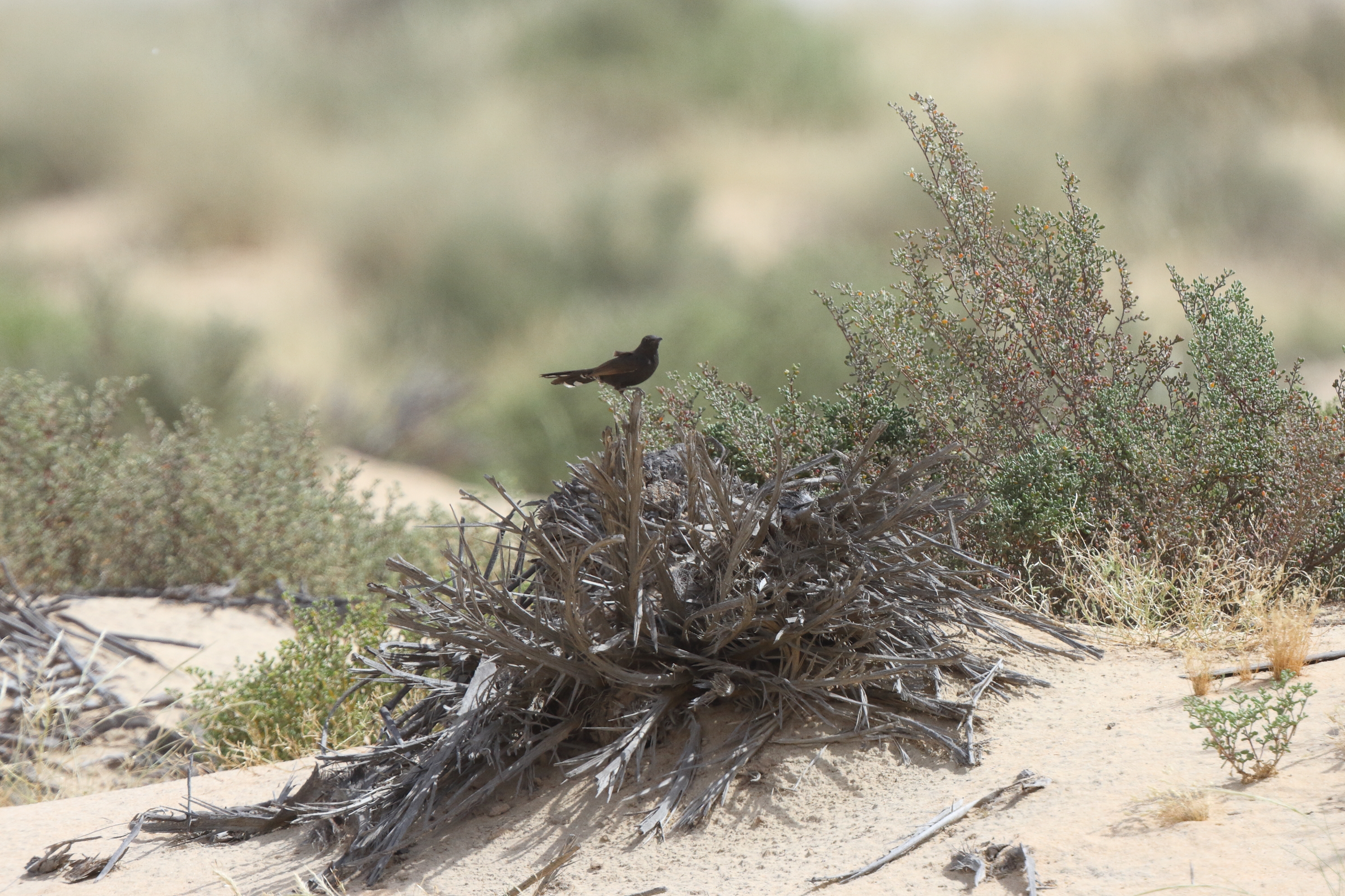 Black Scrub Robin. Qatar, 31 March 2014 © Neil G. Morris.