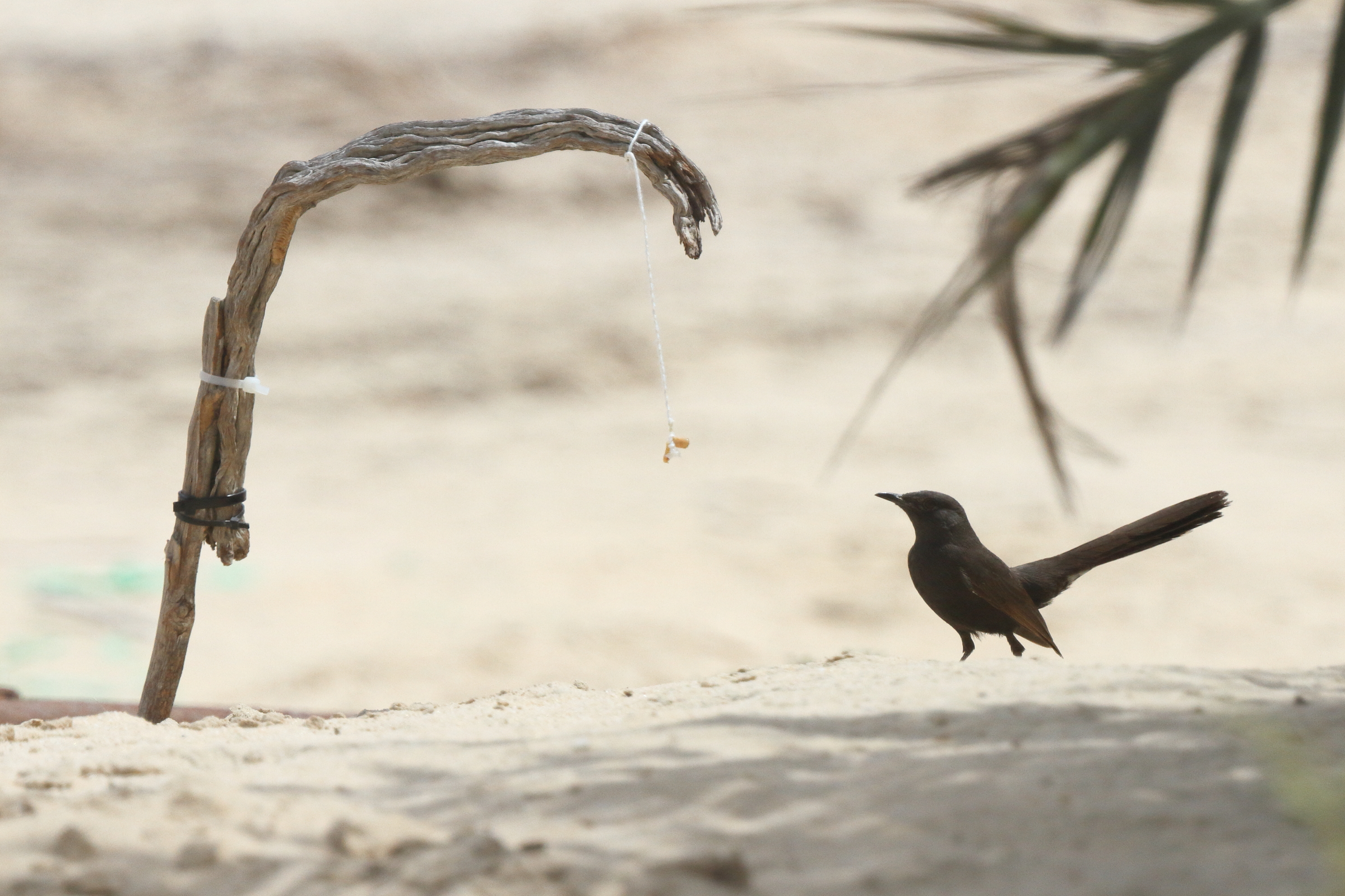 Black Scrub Robin. Qatar, 31 March 2014 © Neil G. Morris.