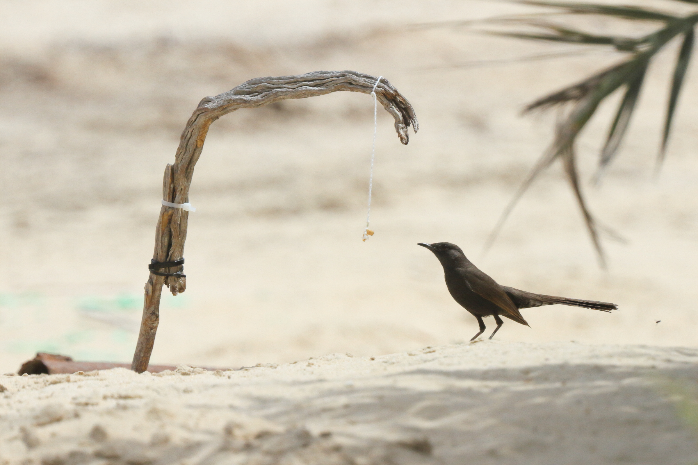 Black Scrub Robin. Qatar, 31 March 2014 © Neil G. Morris.