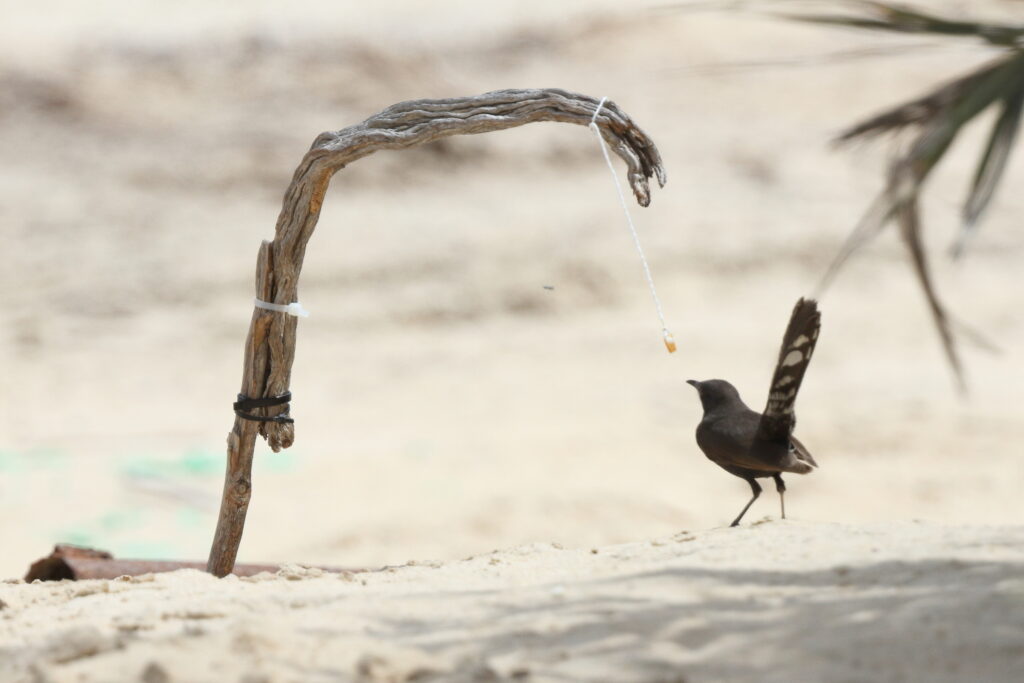 Black Scrub Robin. Qatar, 31 March 2014 © Neil G. Morris.