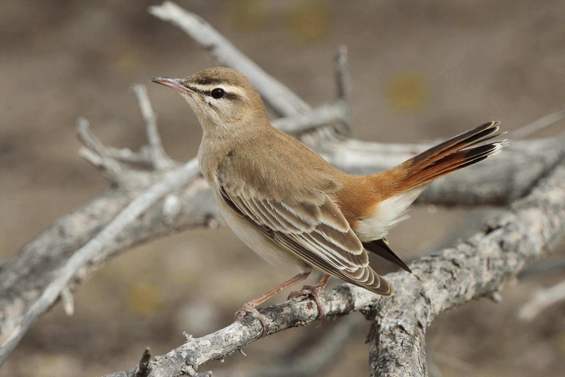 Rufous-tailed Scrub Robin. Qatar, 20 March 2013 © Neil G. Morris.