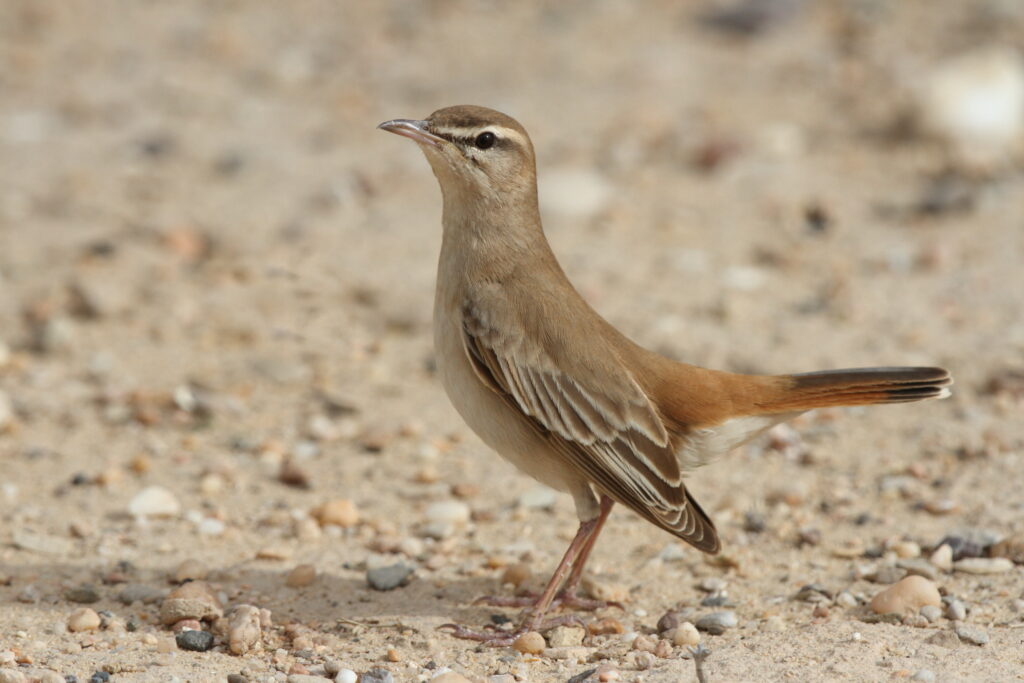 Rufous-tailed Scrub Robin. Qatar, 20 March 2013 © Neil G. Morris.