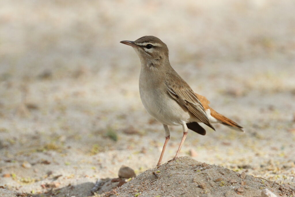 Rufous-tailed Scrub Robin. Qatar, 11 April 2013 © Neil G. Morris.