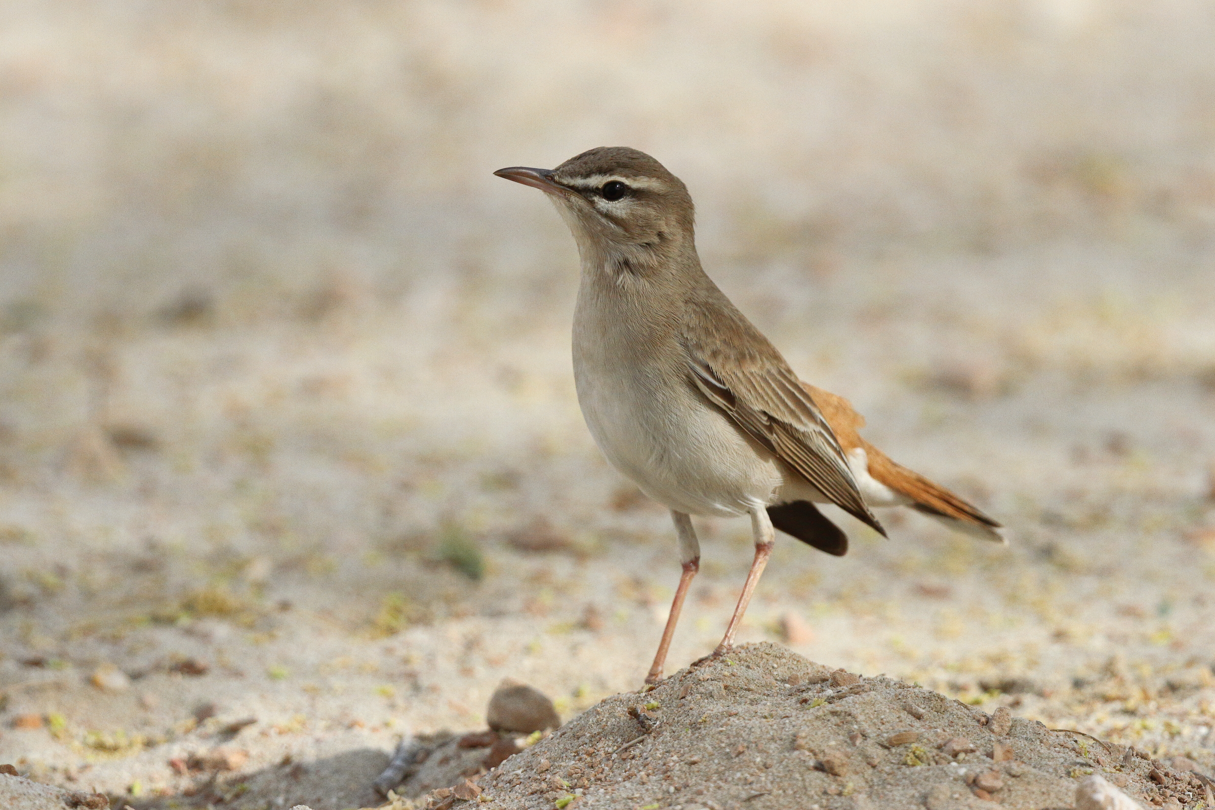 Rufous-tailed Scrub Robin. Qatar, 11 April 2013 © Neil G. Morris.