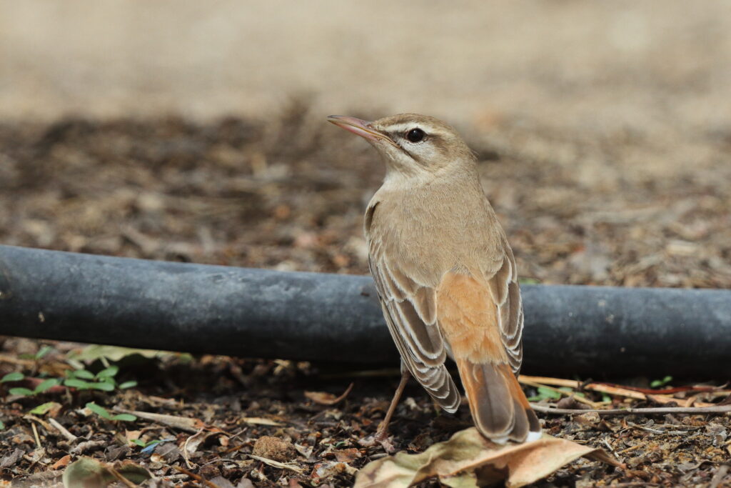 Rufous-tailed Scrub Robin. Qatar, 25 March 2014 © Neil G. Morris.