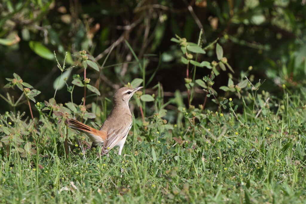 Rufous-tailed Scrub Robin. Qatar, 05 May 2014 © Neil G. Morris.