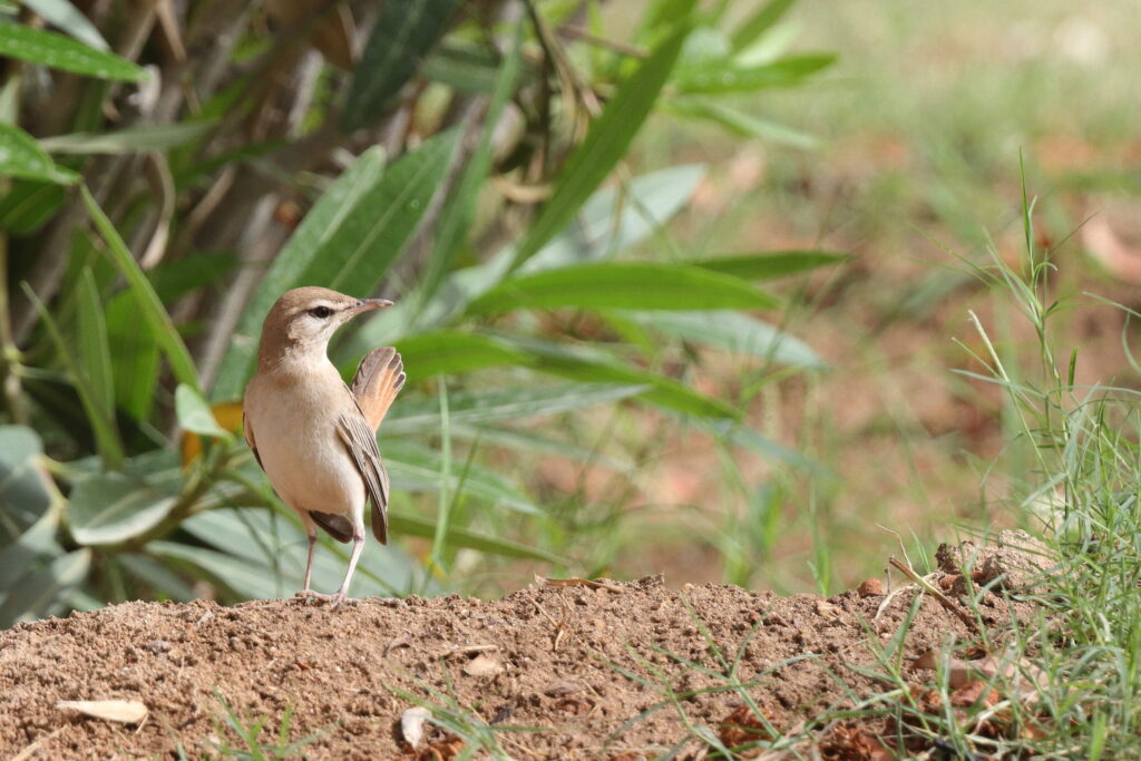 Rufous-tailed Scrub Robin. Qatar, 13 May 2014 © Neil G. Morris.