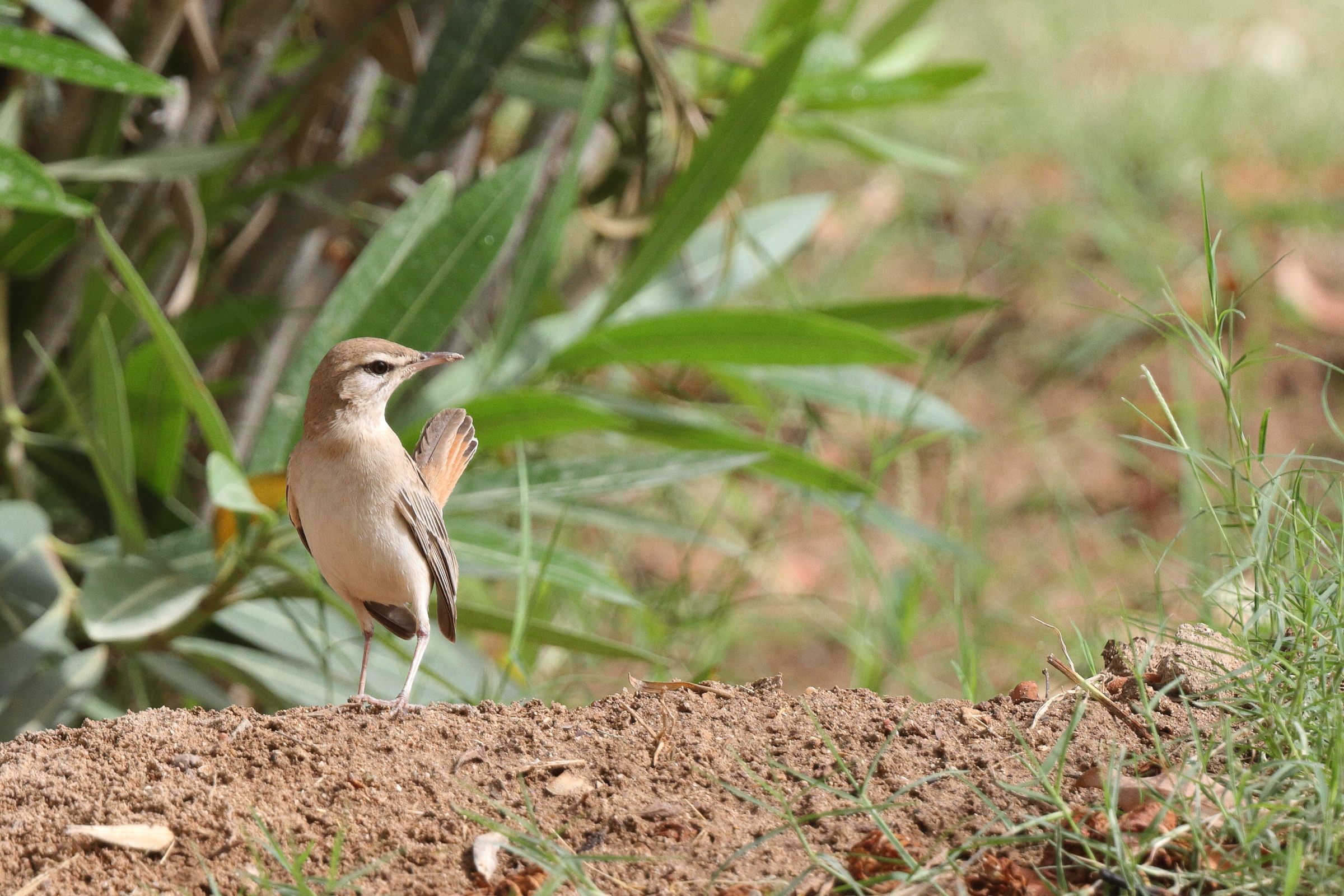 Rufous-tailed Scrub Robin. Qatar, 13 May 2014 © Neil G. Morris.