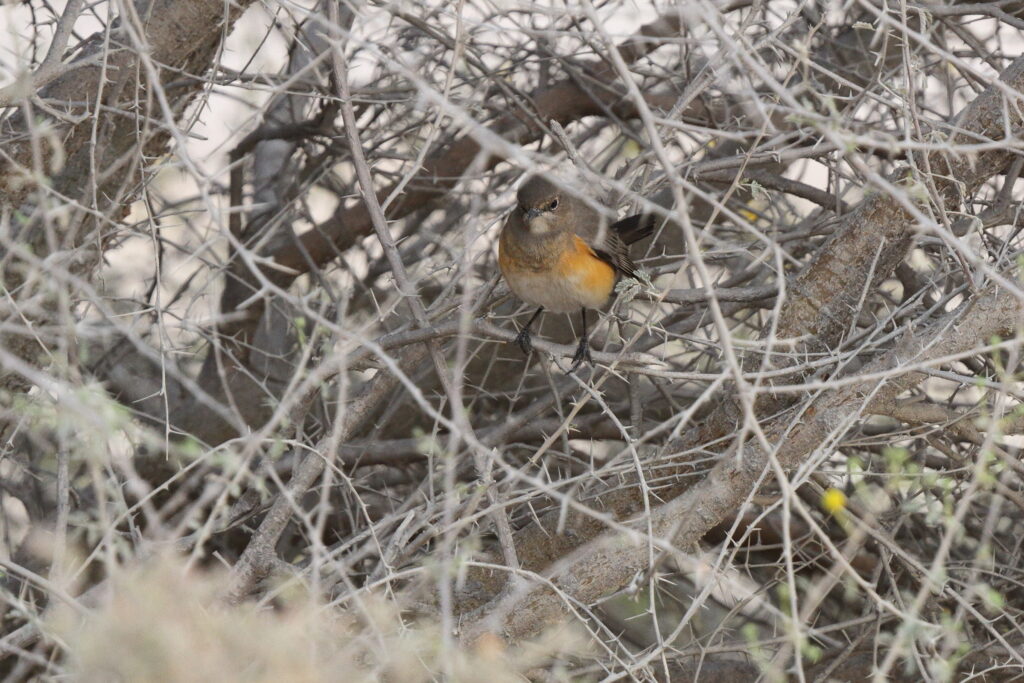 White-throated Robin. Qatar, 20 March 2013 © Neil G. Morris.