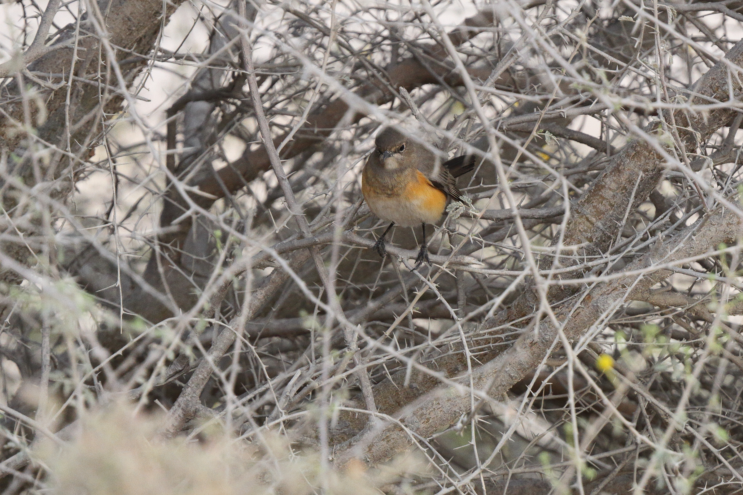 White-throated Robin. Qatar, 20 March 2013 © Neil G. Morris.