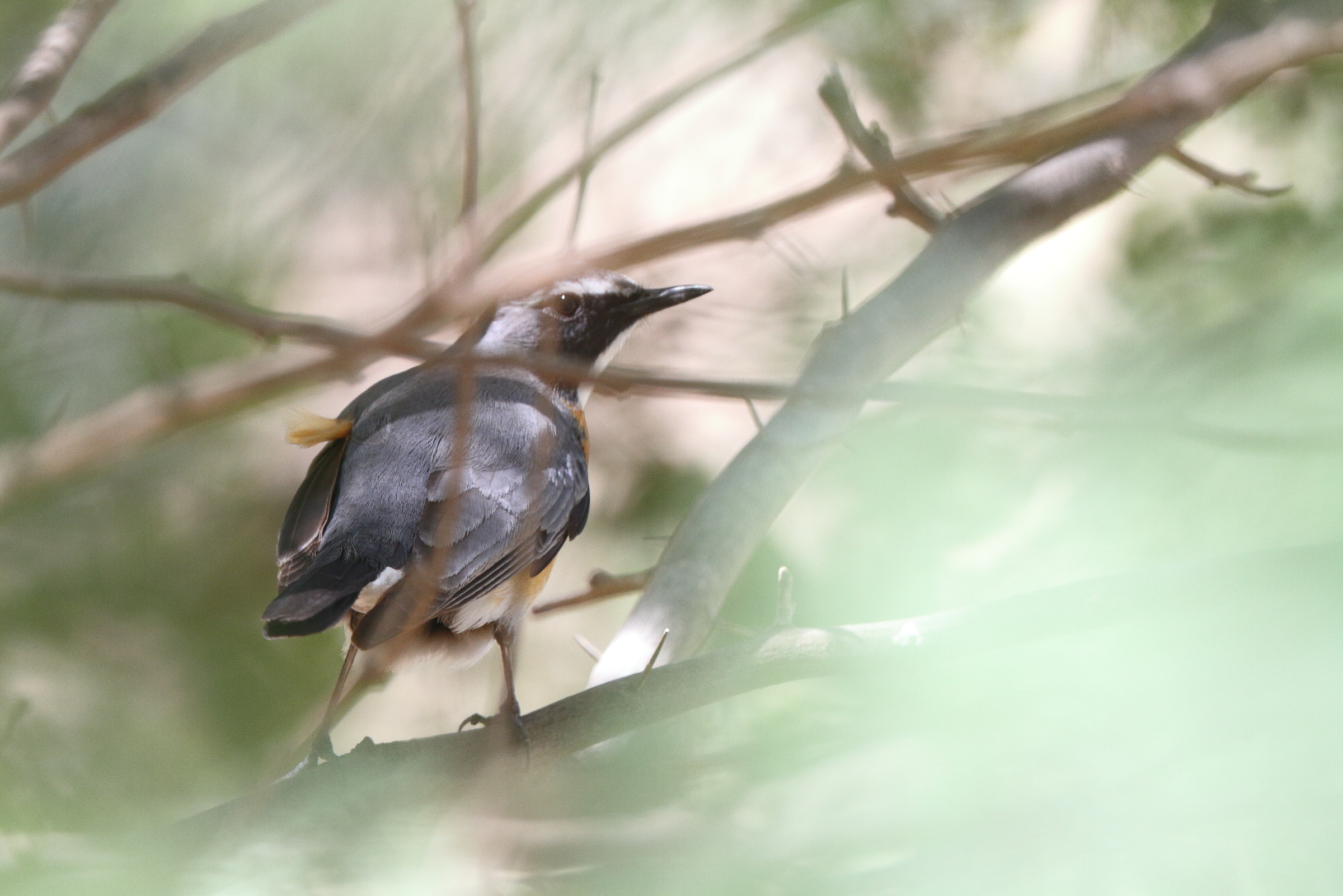White-throated Robin. Qatar, 22 March 2013 © Neil G. Morris.
