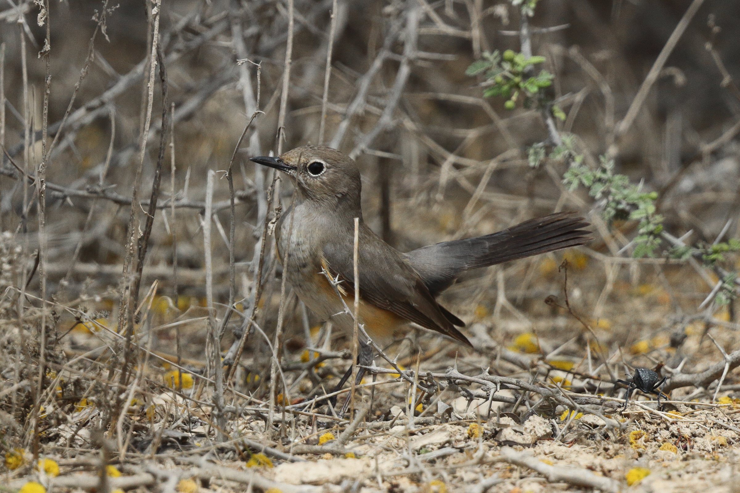 White-throated Robin. Qatar, 25 March 2013 © Neil G. Morris.
