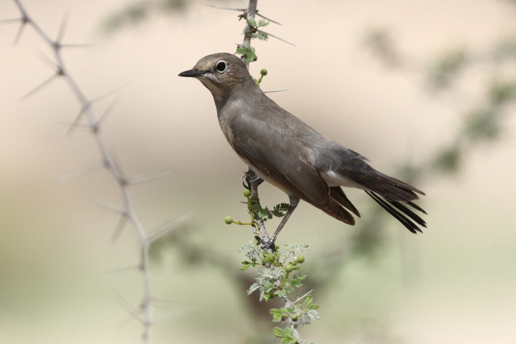 White-throated Robin. Qatar, 25 March 2013 © Neil G. Morris.