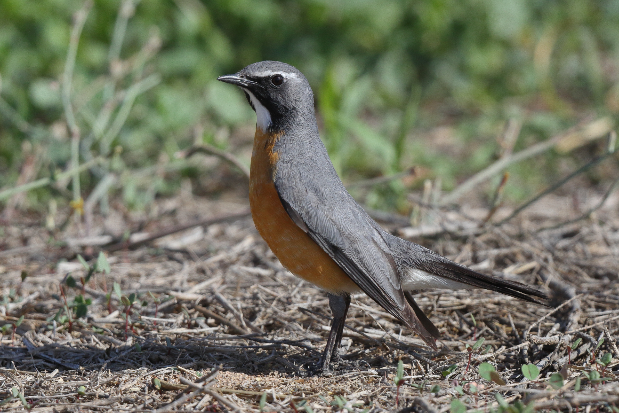 White-throated Robin. Qatar, 27 March 2013 © Neil G. Morris.