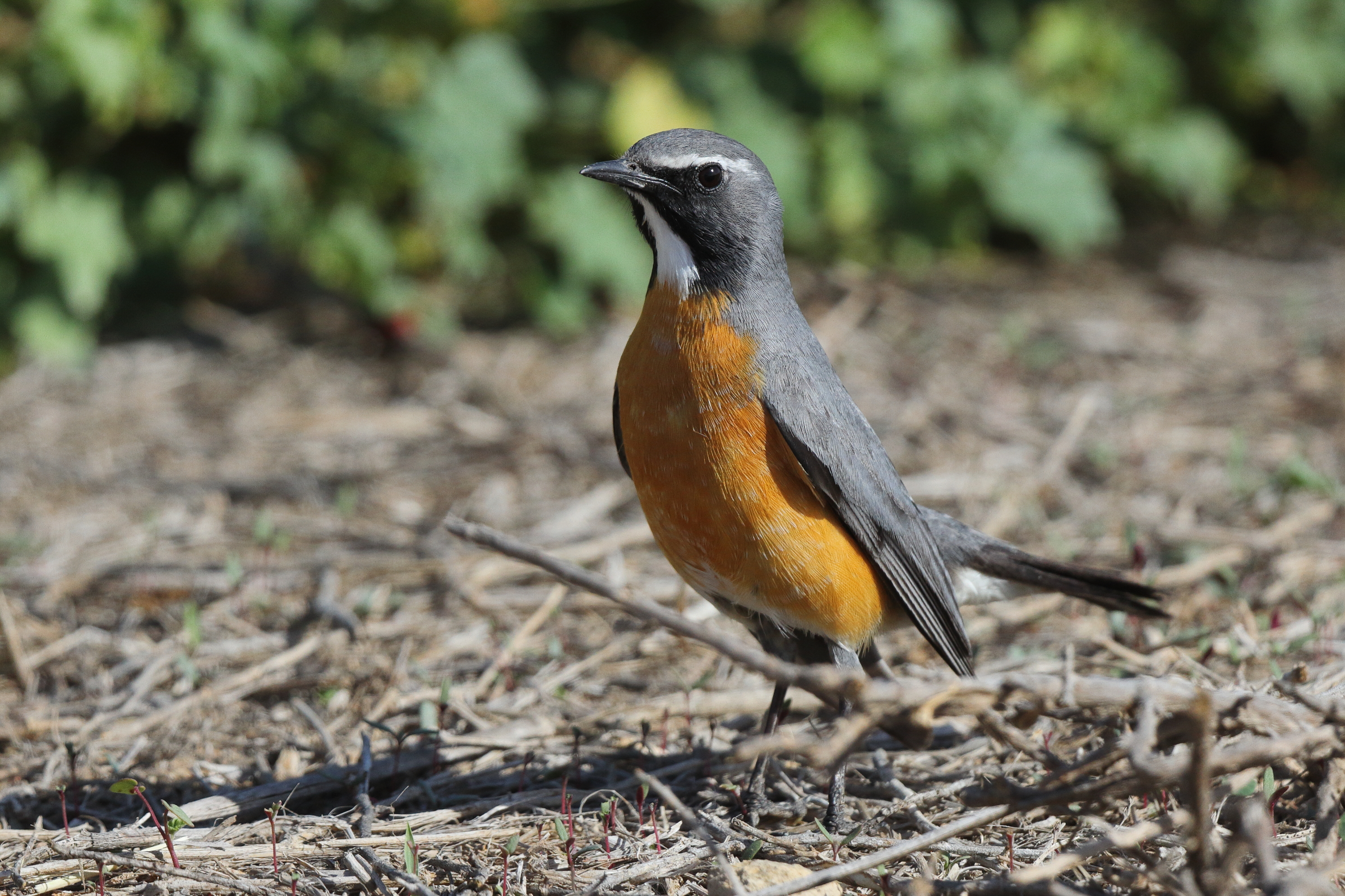 White-throated Robin. Qatar, 27 March 2013 © Neil G. Morris.