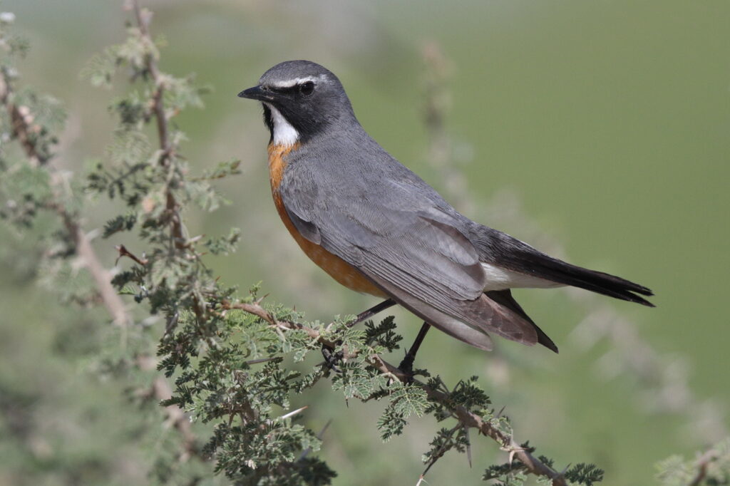 White-throated Robin. Qatar, 27 March 2013 © Neil G. Morris.