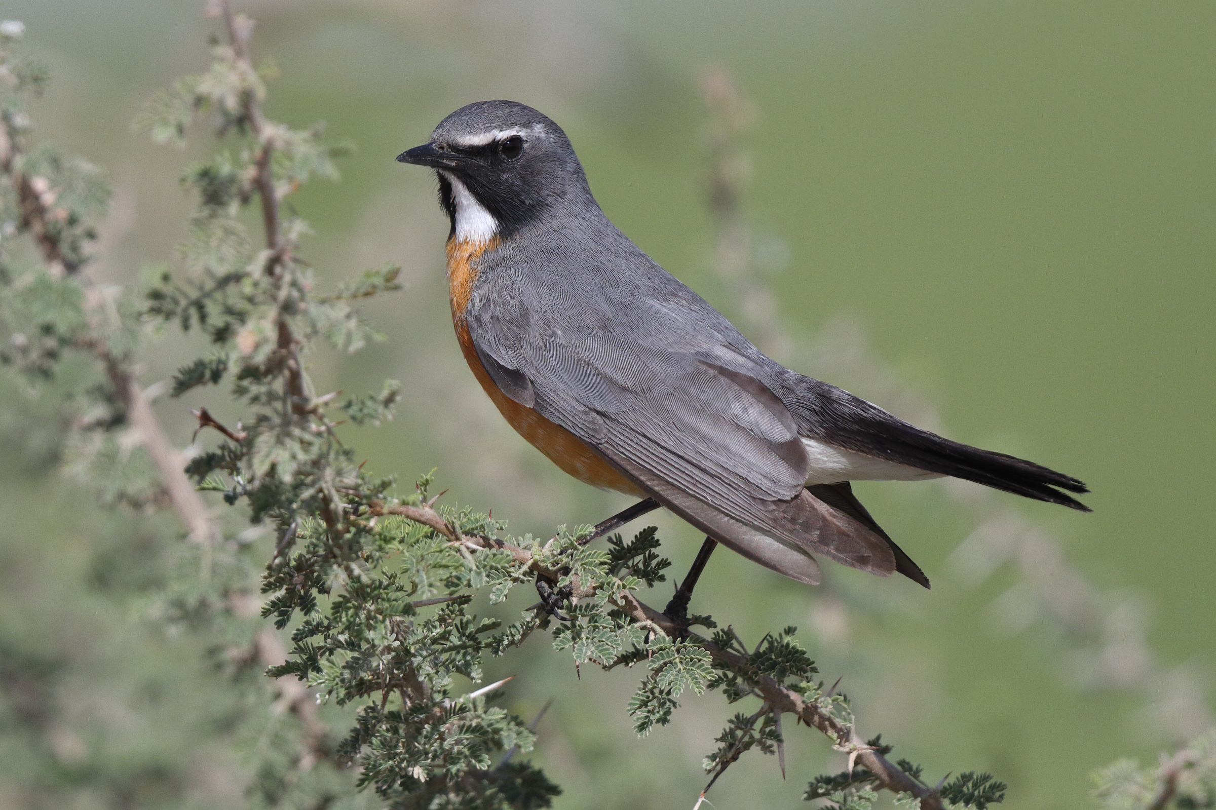 White-throated Robin. Qatar, 27 March 2013 © Neil G. Morris.
