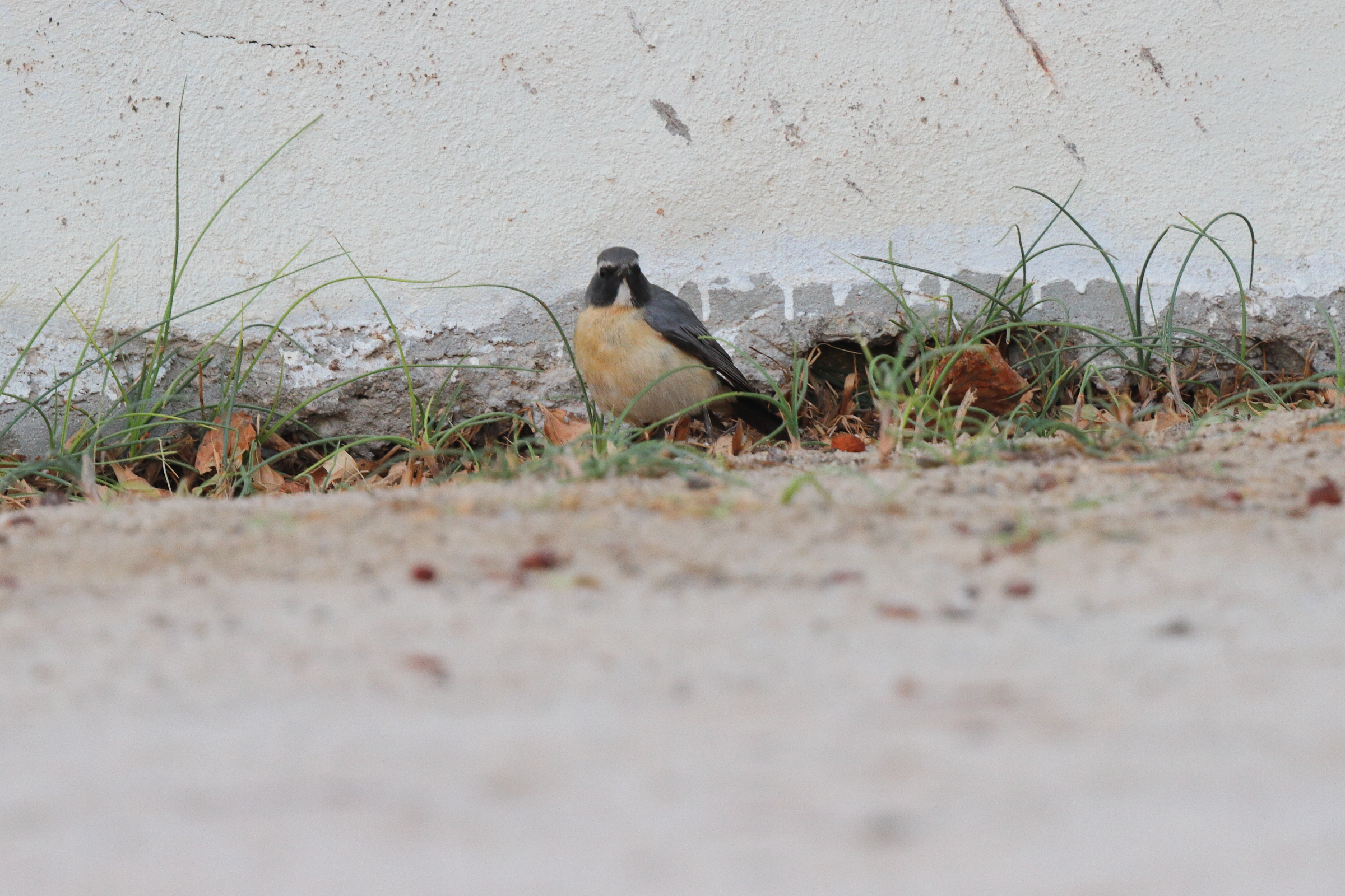 White-throated Robin. Qatar, 02 April 2013 © Neil G. Morris.