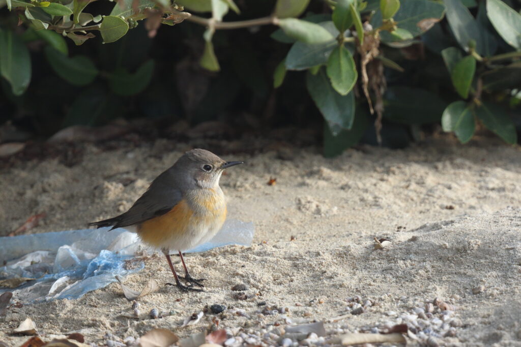 White-throated Robin. Qatar, 10 April 2013 © Neil G. Morris.